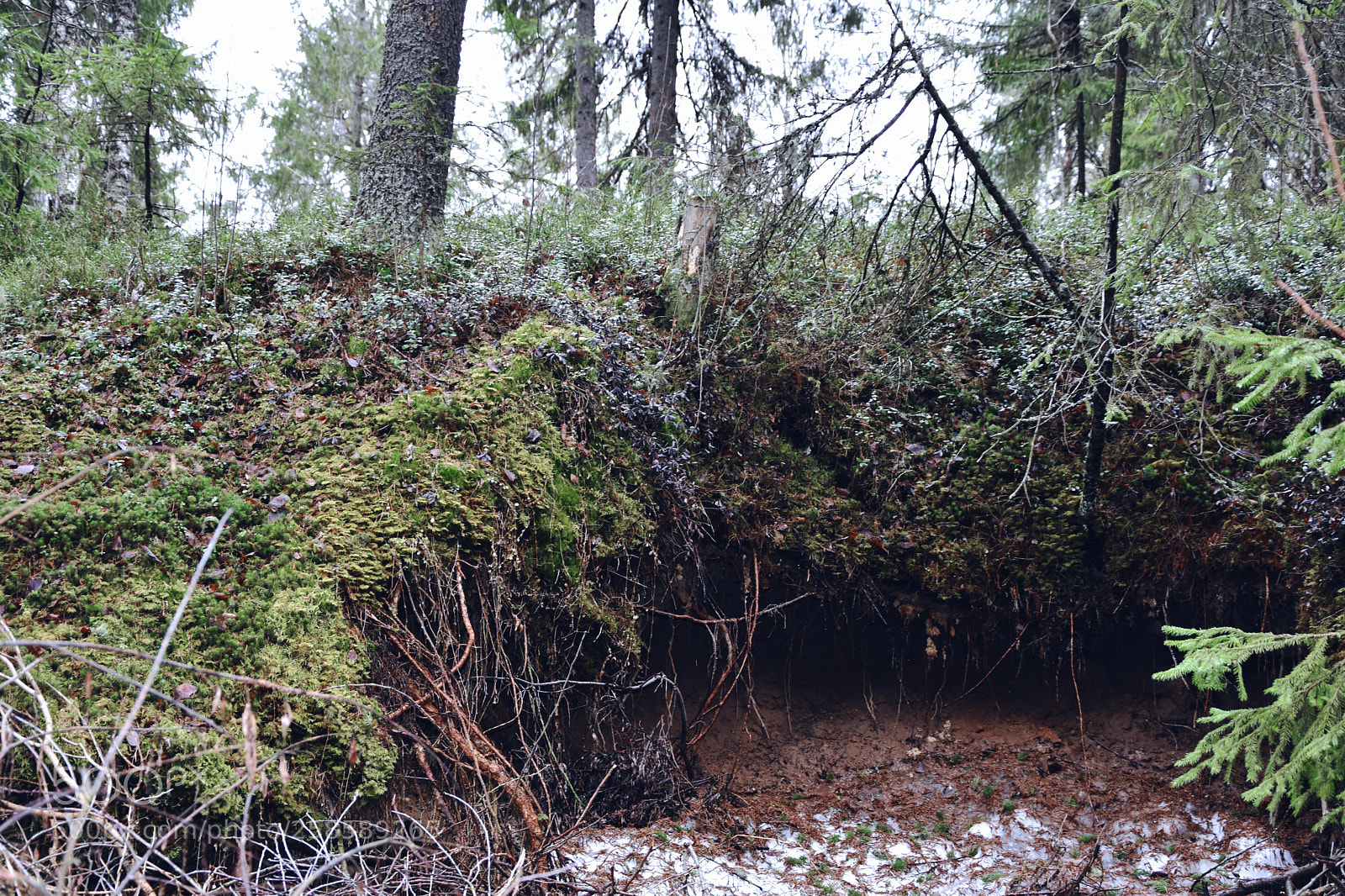 Nikon D7200 sample photo. Where is snow white? photography
