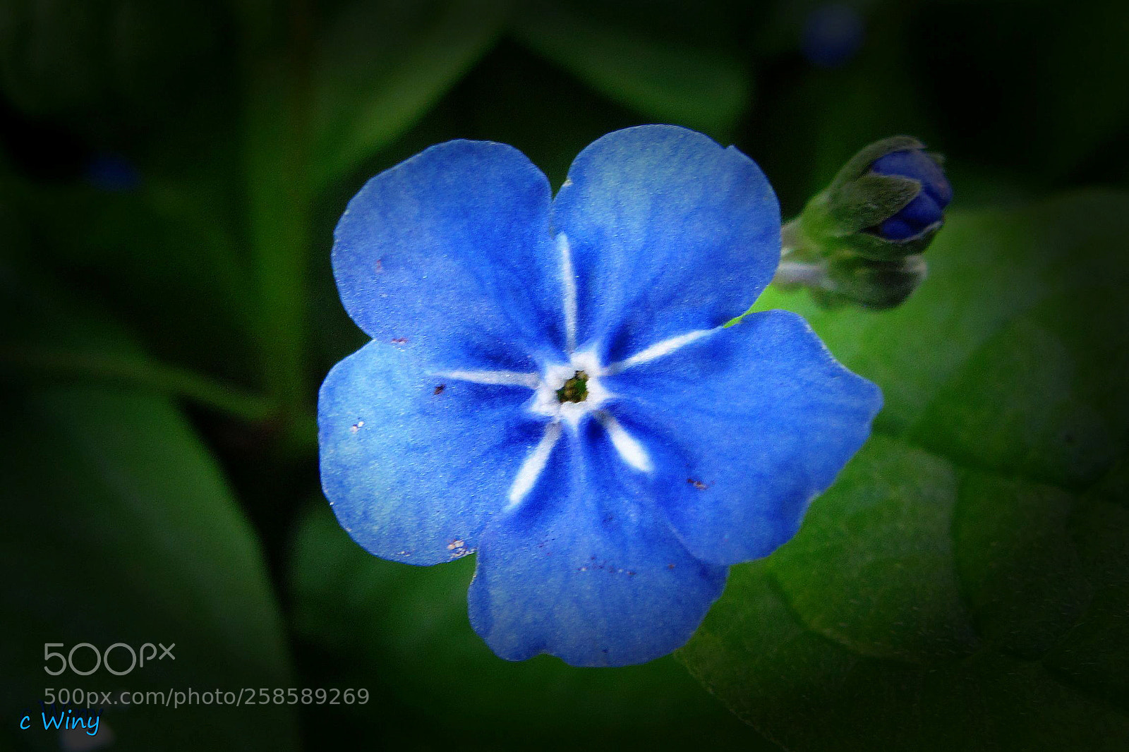 Canon PowerShot G11 sample photo. Forget-me-not flower photography