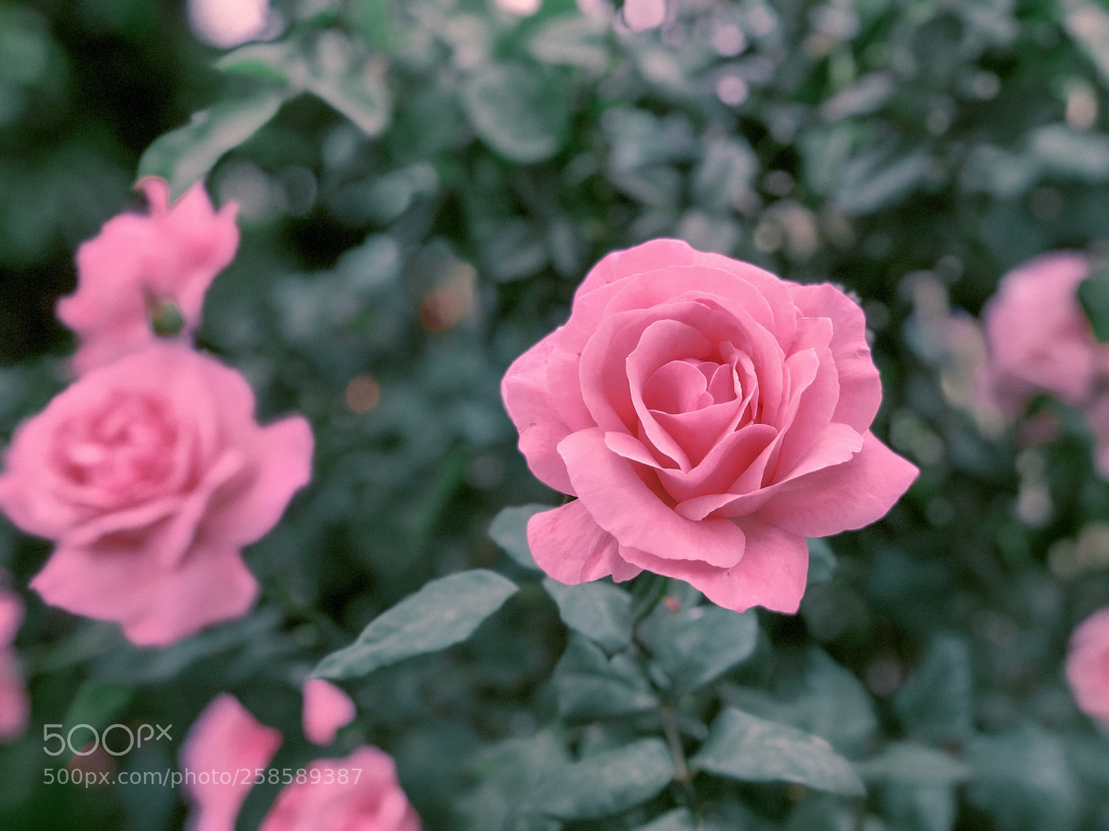 Apple iPhone 8 Plus sample photo. Fading photography