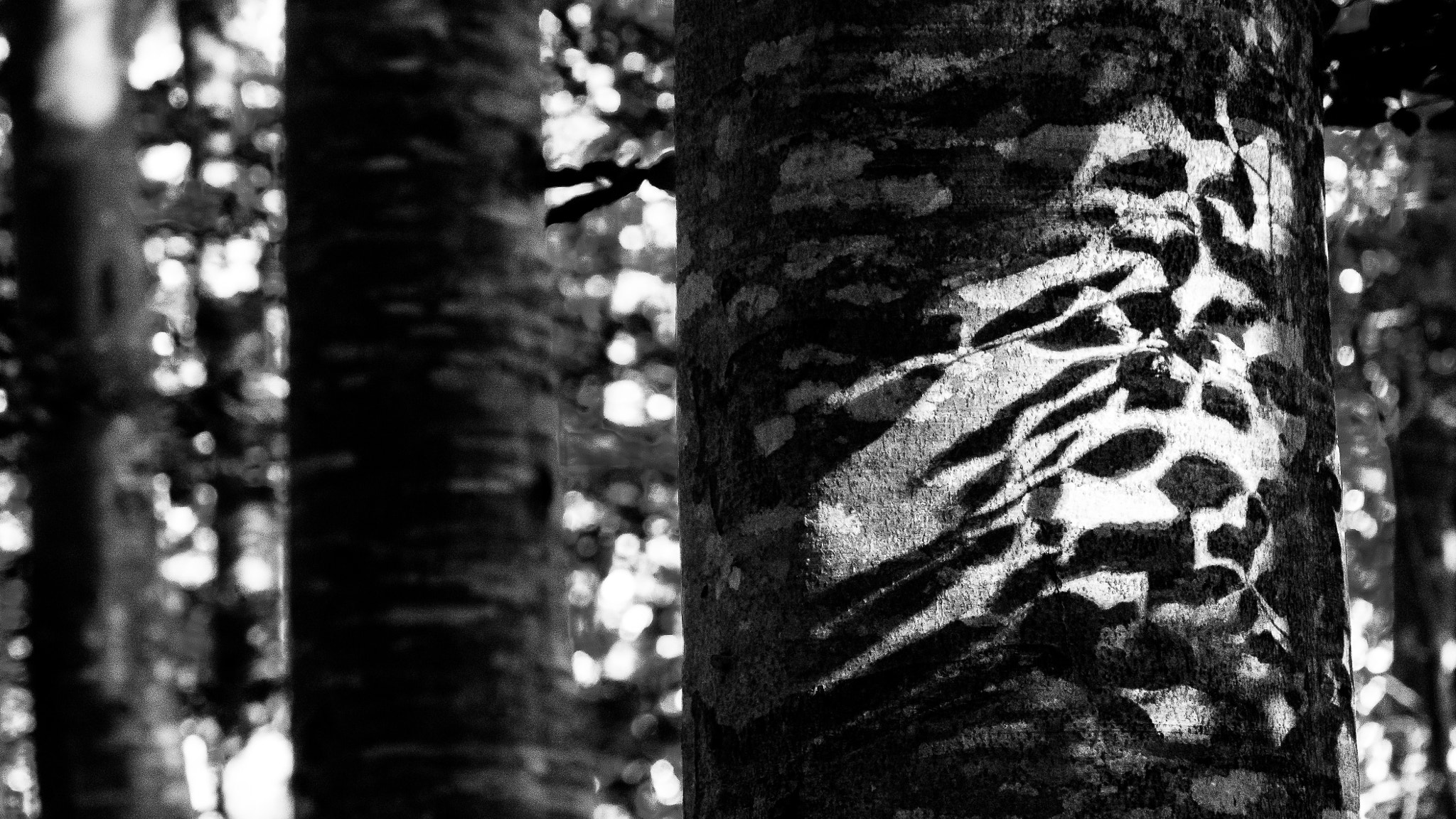 Nikon 1 J5 sample photo. ***** photography
