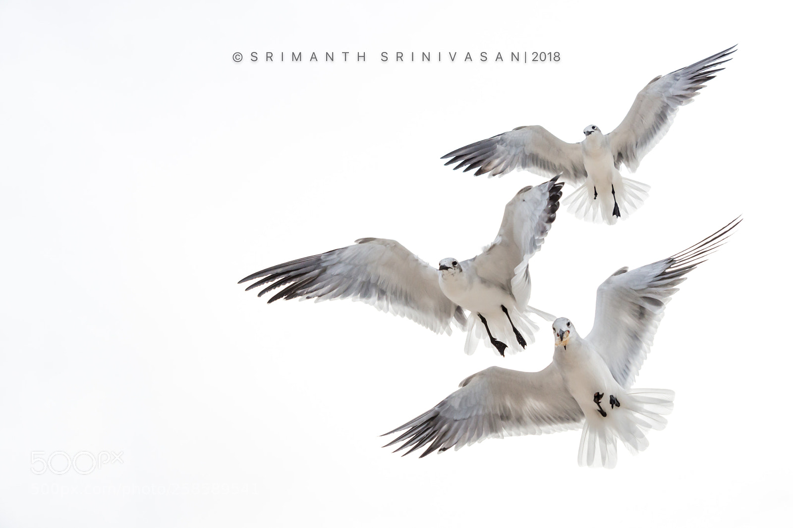Nikon D610 sample photo. Patterns photography