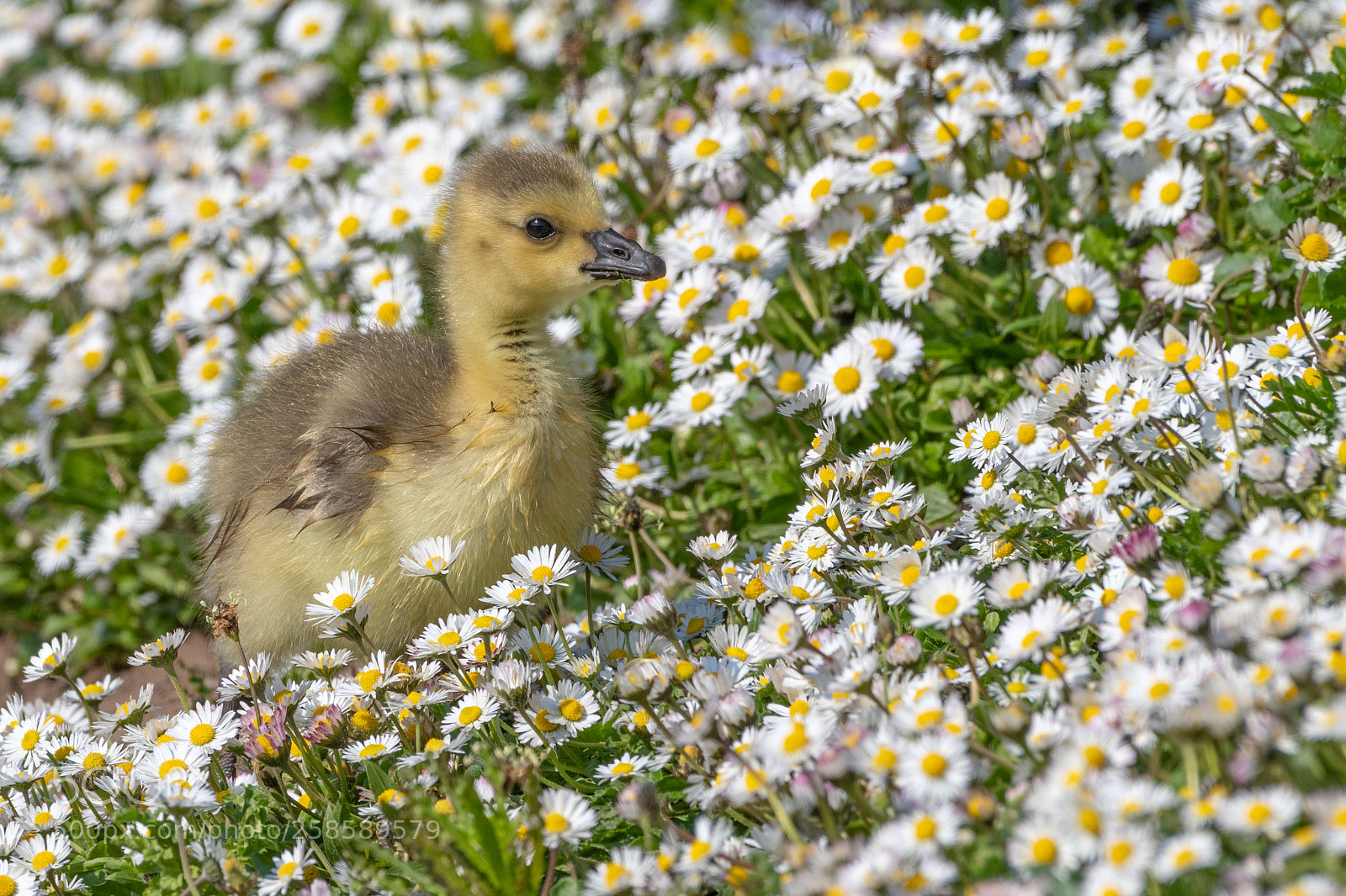 Nikon D500 sample photo. Canada gosling photography