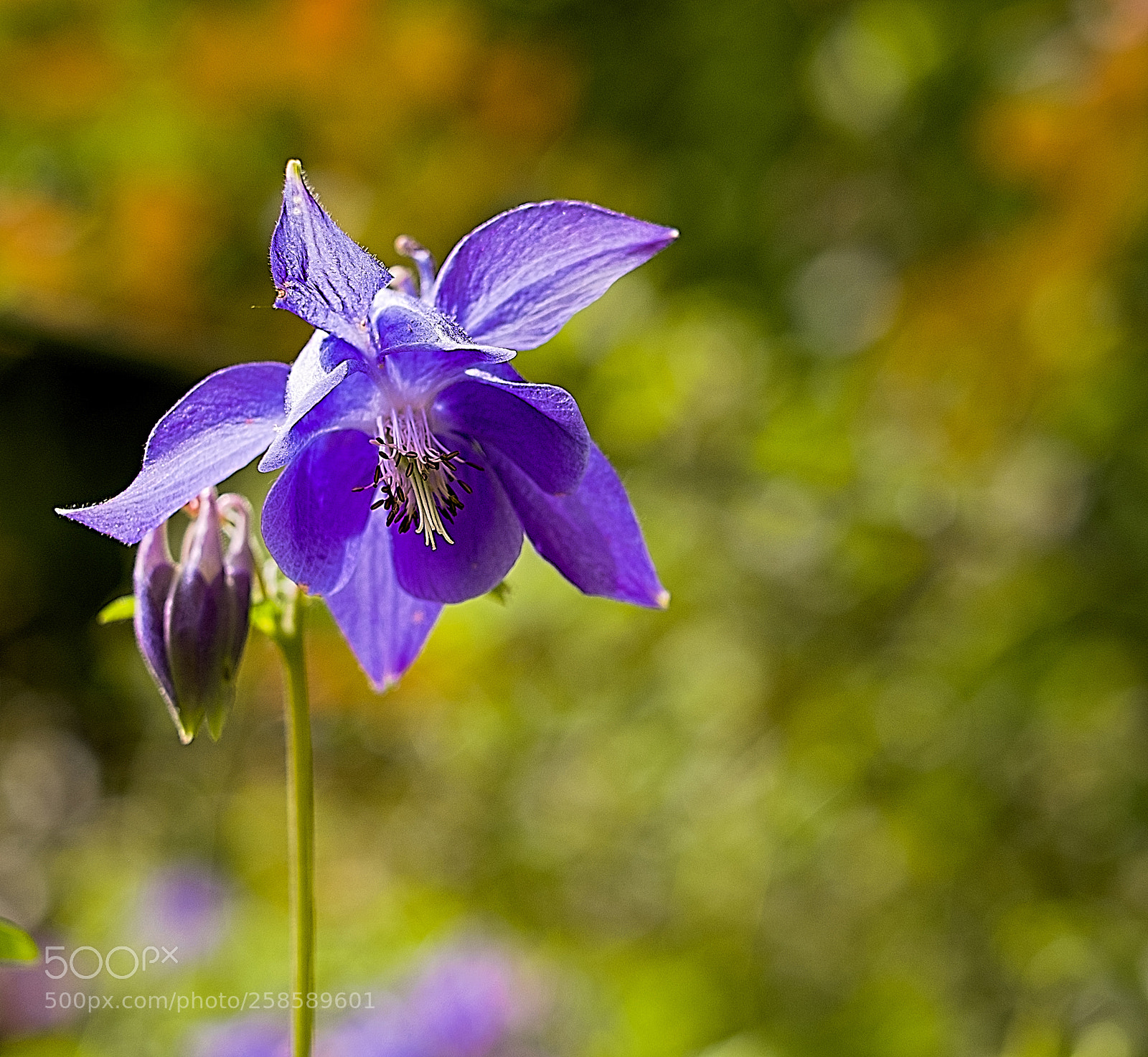 Fujifilm X-Pro2 sample photo. Violet flower photography