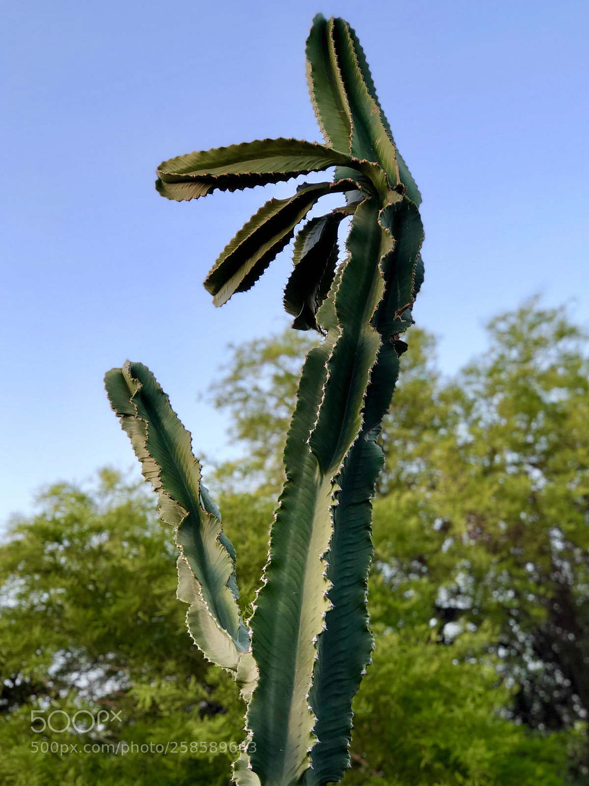 Apple iPhone 8 Plus sample photo. Crazy cactus! photography