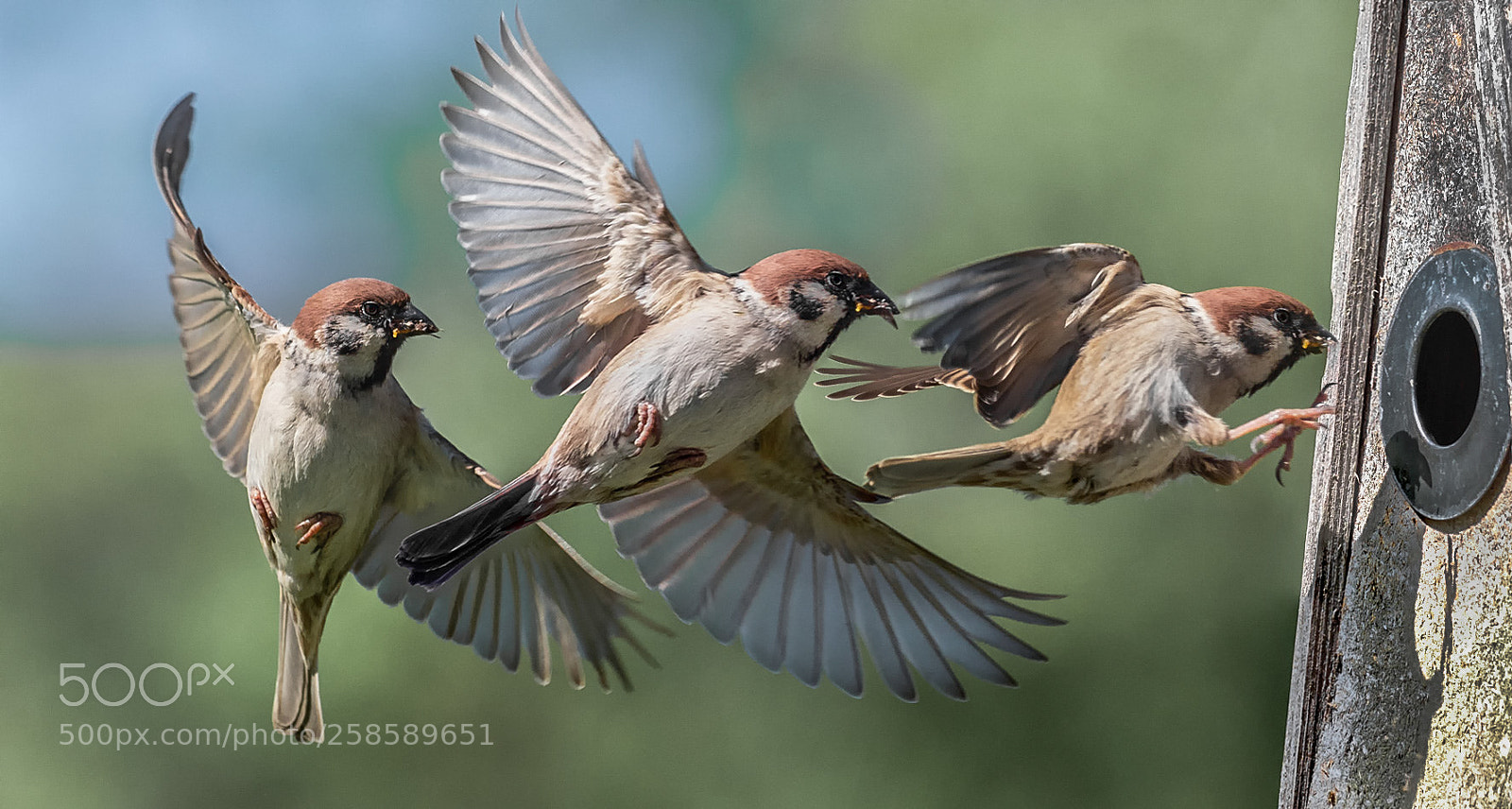 Olympus OM-D E-M1 Mark II sample photo. Hard-working tree sparrow photography
