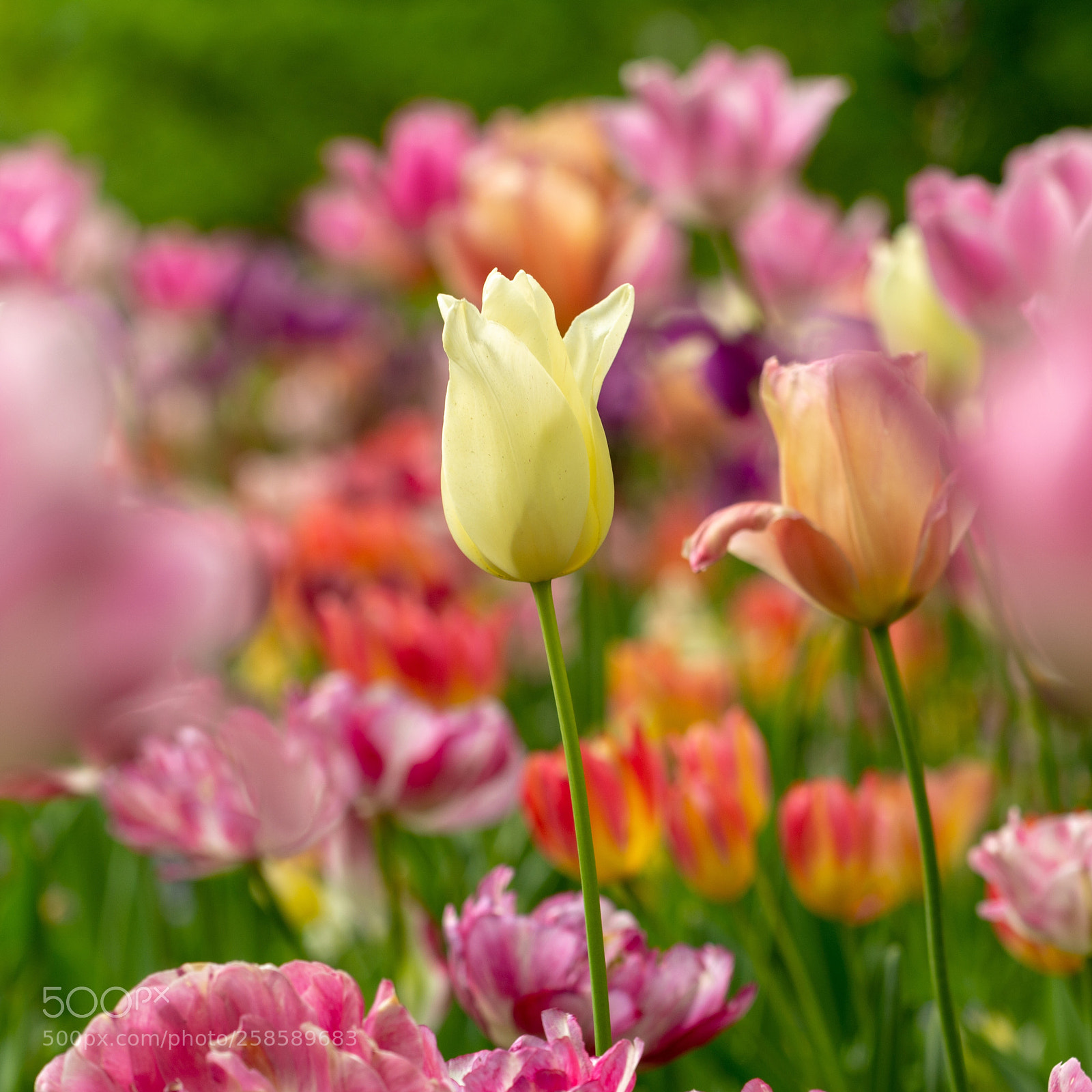 Nikon D7100 sample photo. Tulpe photography