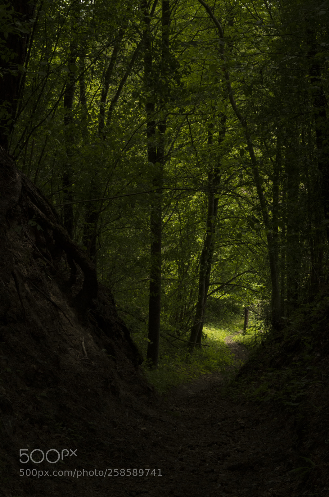 Pentax K-50 sample photo. Neris regional park photography