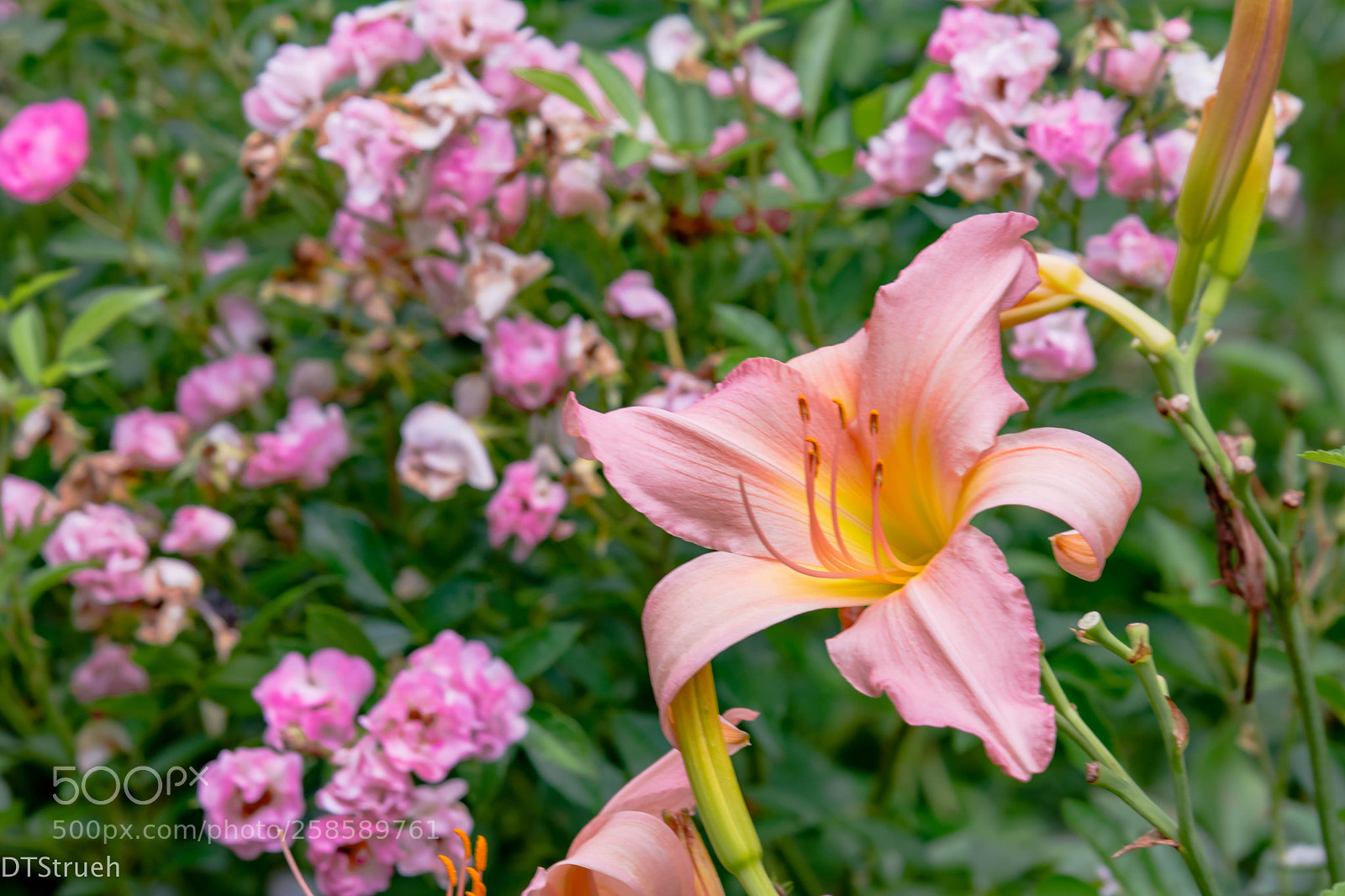 Nikon D7200 sample photo. Amoung the flowers photography