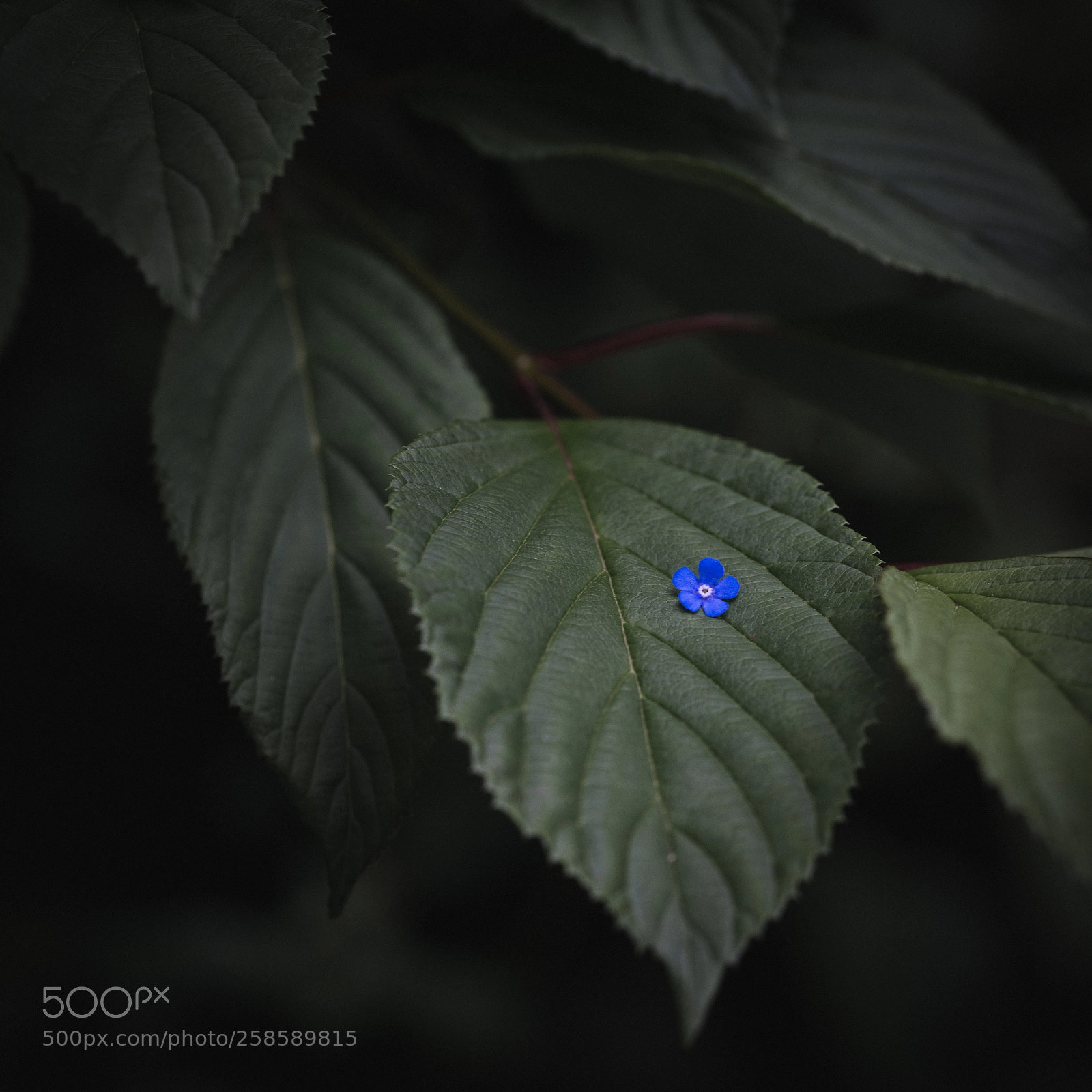 Sony a99 II sample photo. Forget me not photography