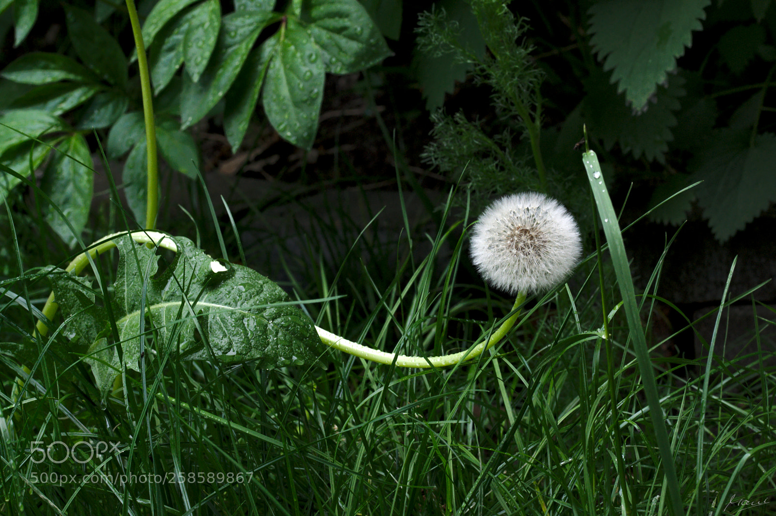 Nikon D90 sample photo. Dandel snake photography