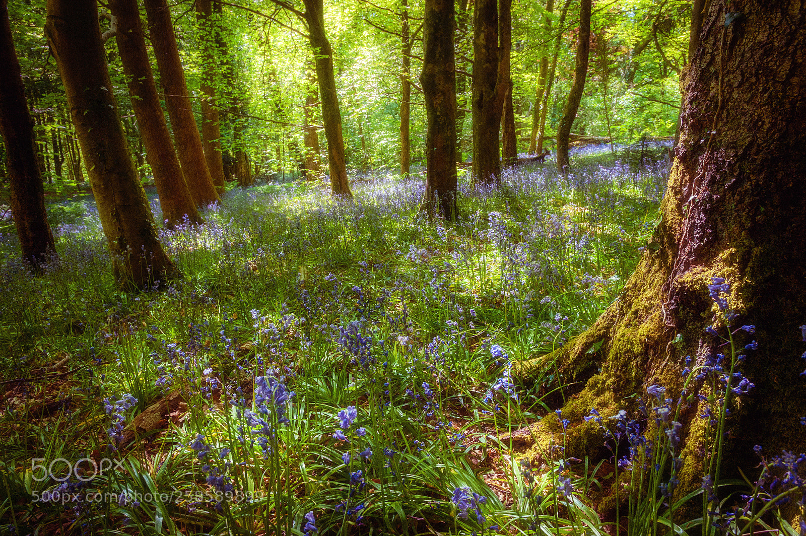 Nikon D700 sample photo. Woodland charm photography