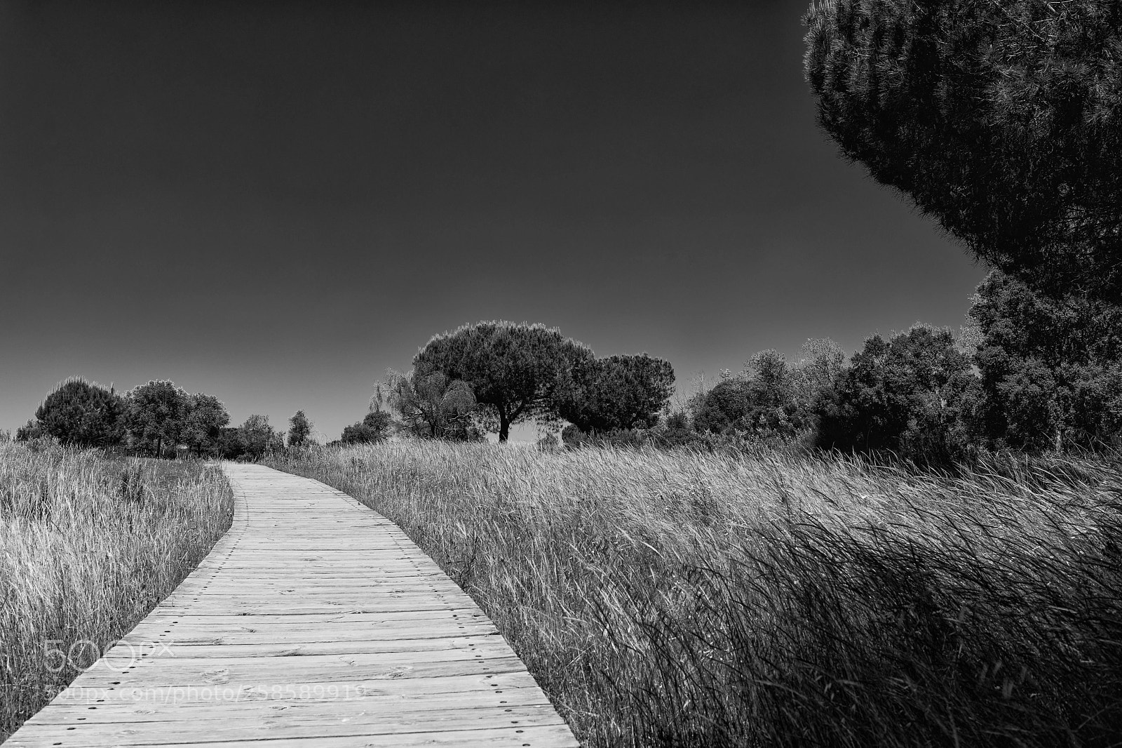 Nikon D850 sample photo. Parque nacional de do photography