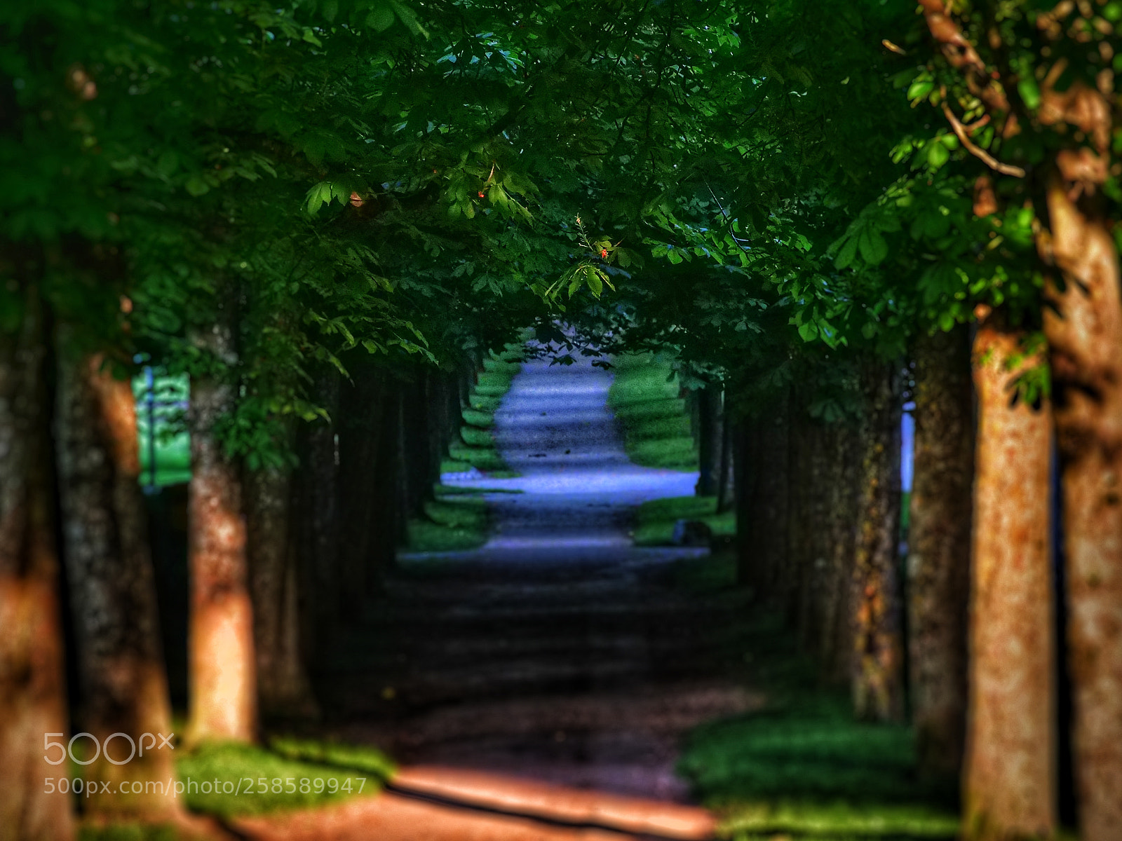 Panasonic Lumix DC-G9 sample photo. Caminos del bosque! photography