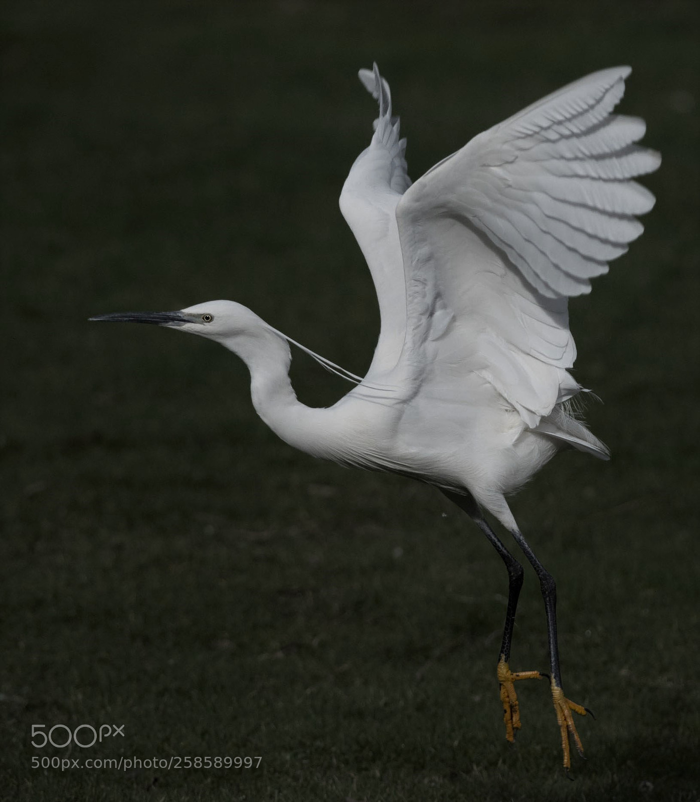 Nikon D5600 sample photo. Little egret photography