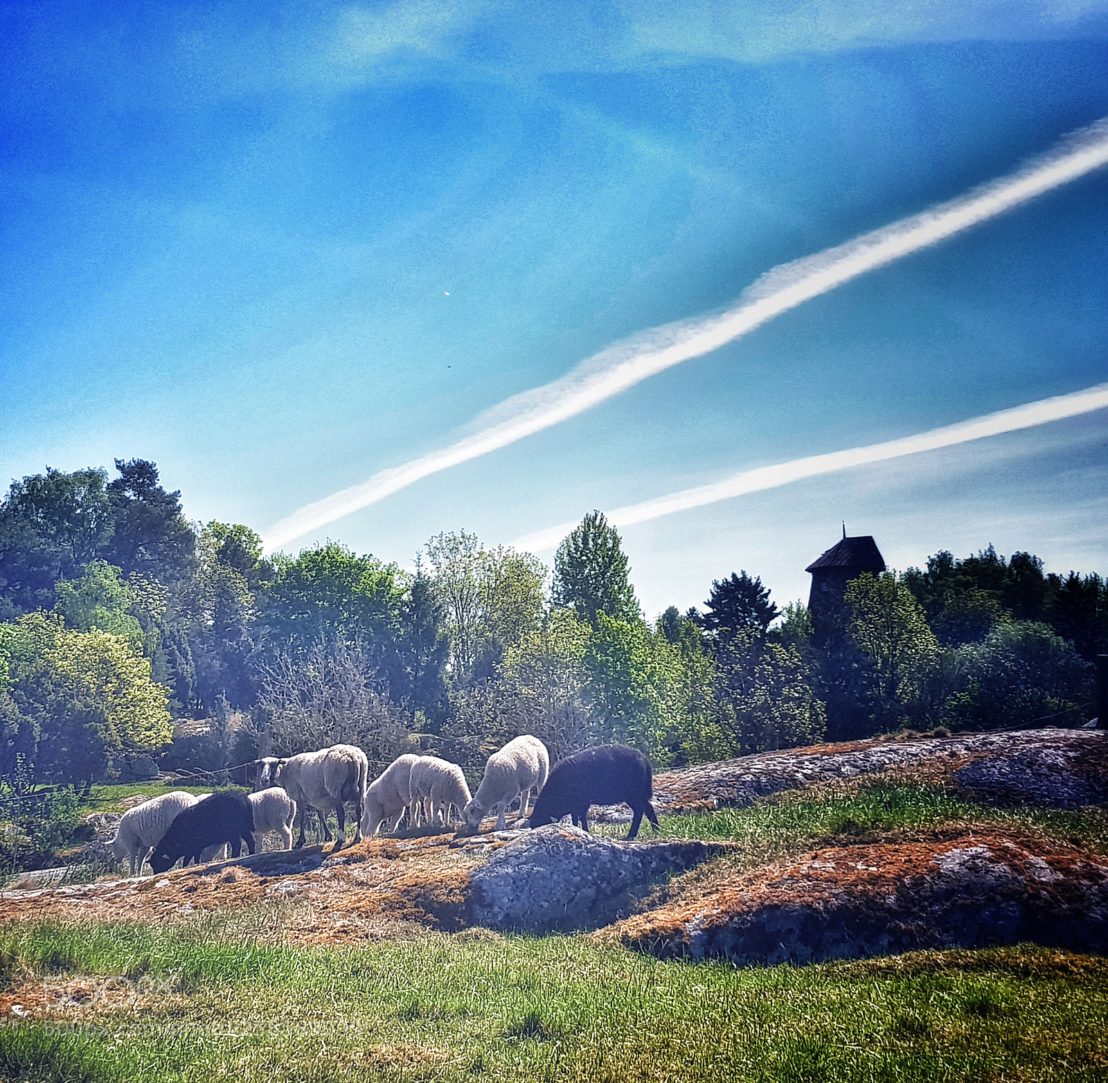 Samsung Galaxy S8 sample photo. The wollie gang photography
