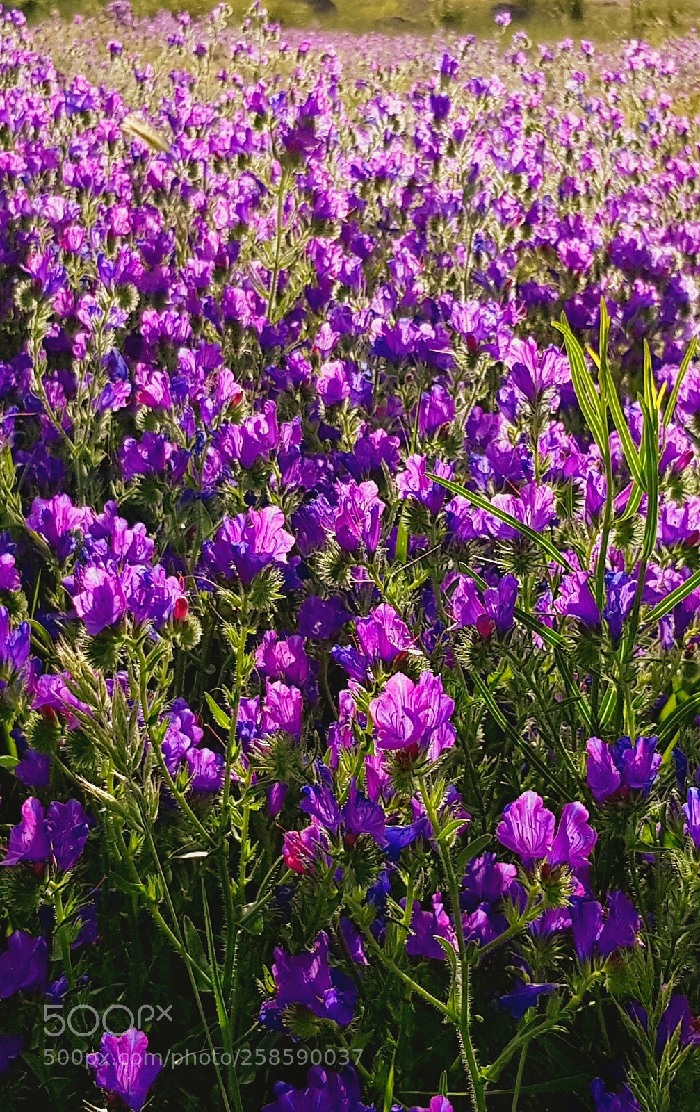 Samsung Galaxy S8 sample photo. Colores de primavera photography