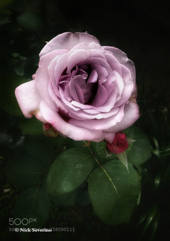 HUAWEI P9 LITE sample photo. Simply a rose photography