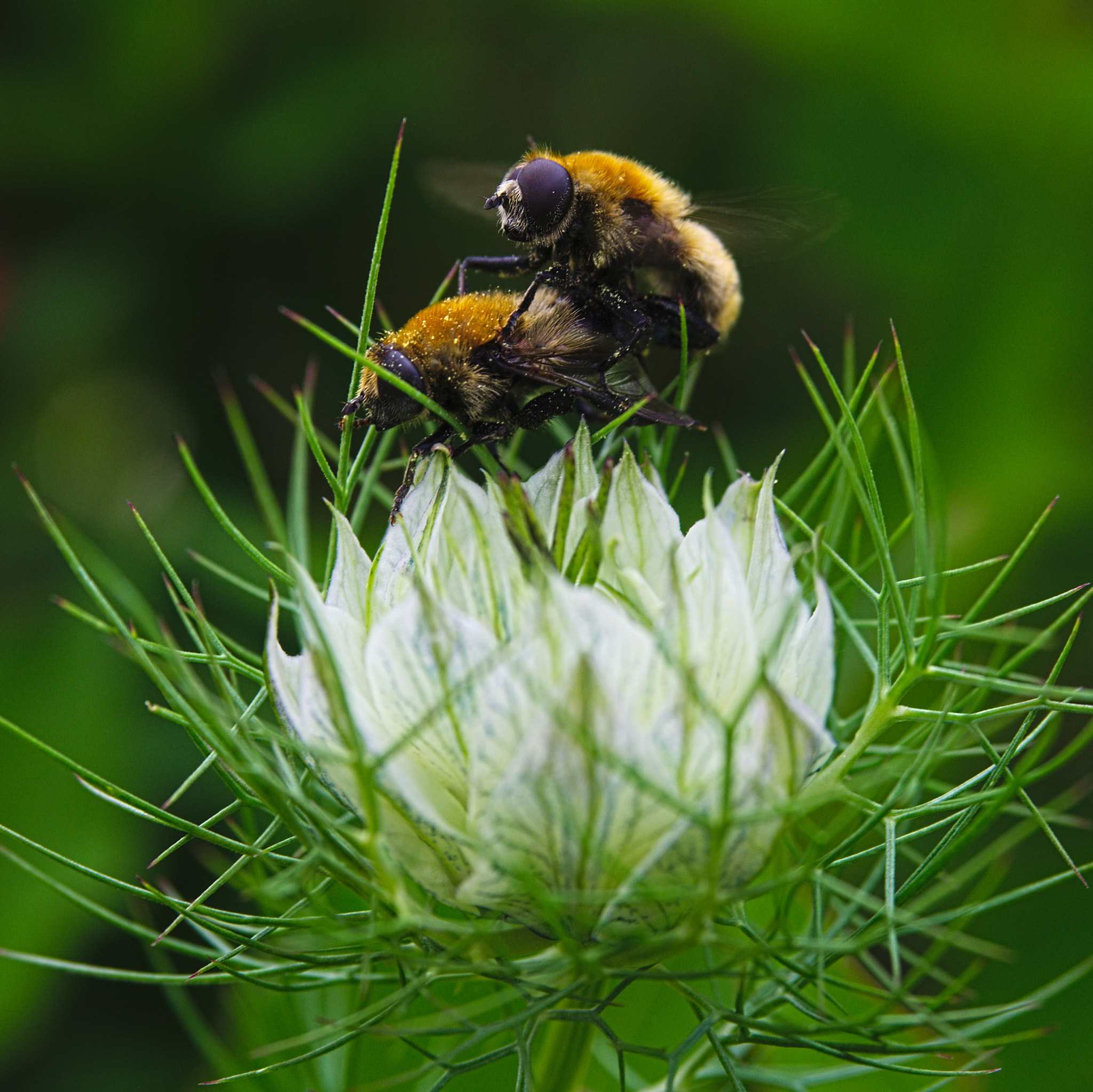 Olympus PEN E-PL5 sample photo. Make little bees photography