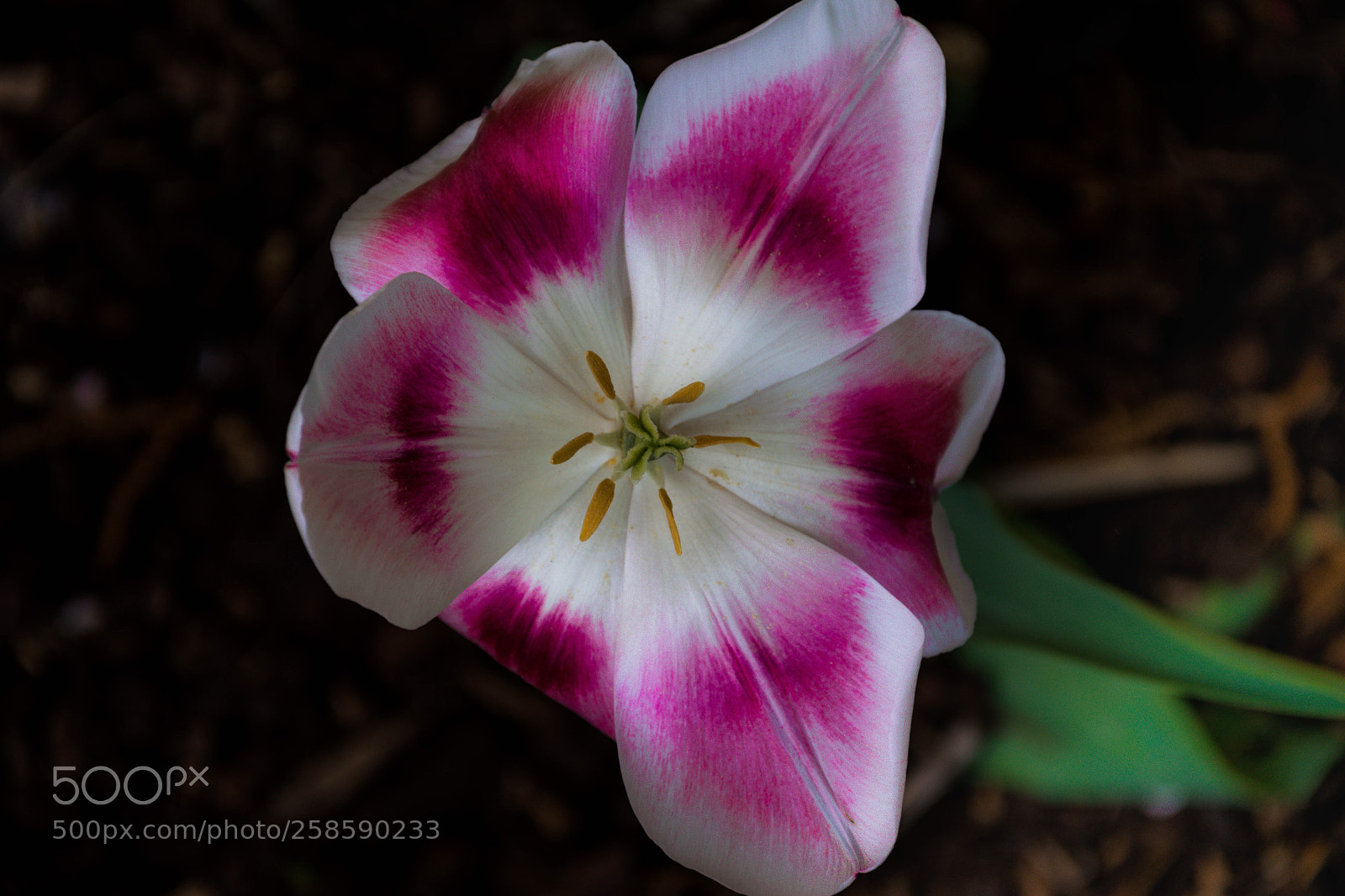 Nikon D5300 sample photo. Tulip photography