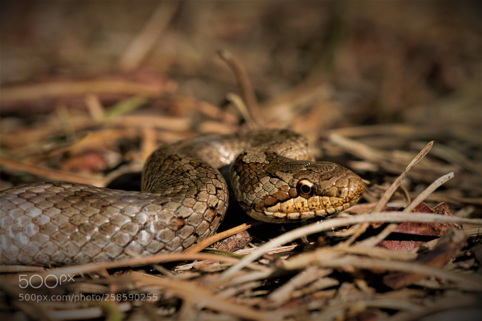Canon EOS 7D sample photo. Smooth snake photography
