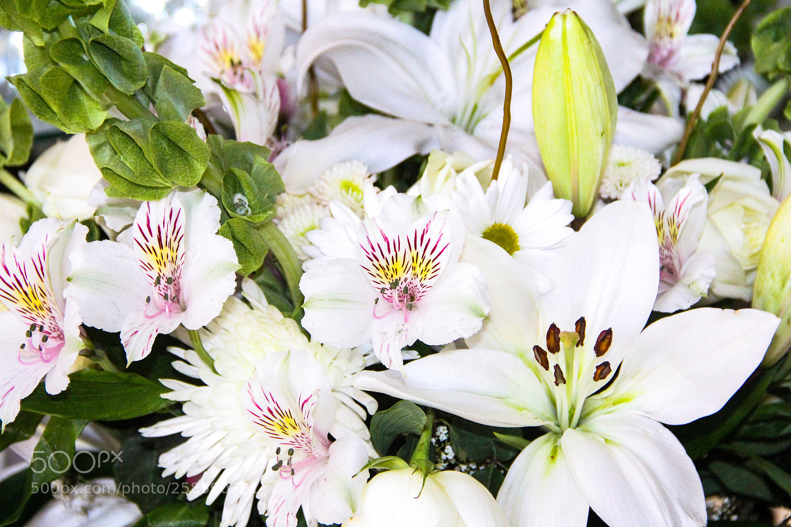 Canon EOS 60D sample photo. Flowers in bloom photography