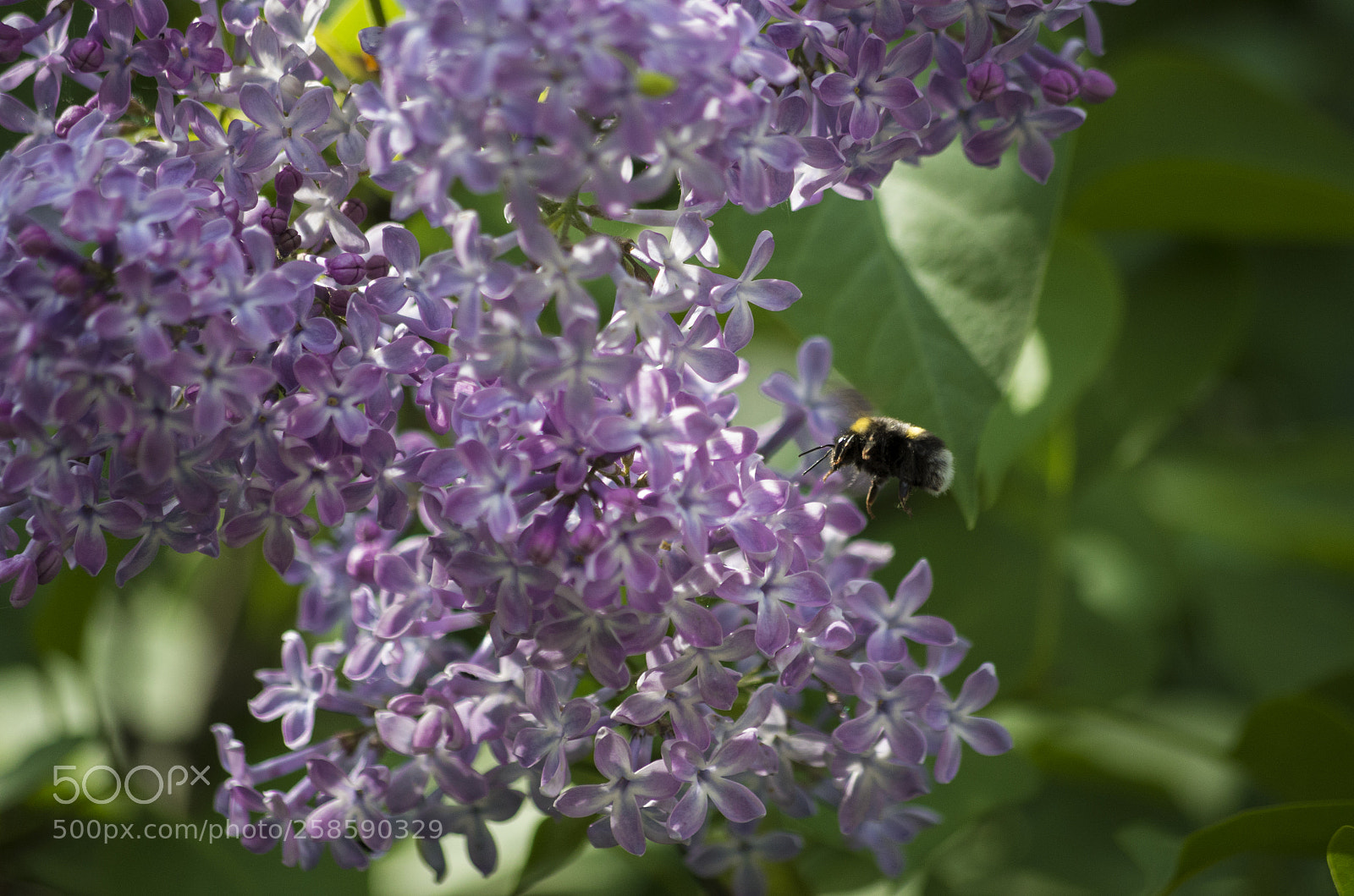 Pentax K-50 sample photo. [bzzzzzz] photography