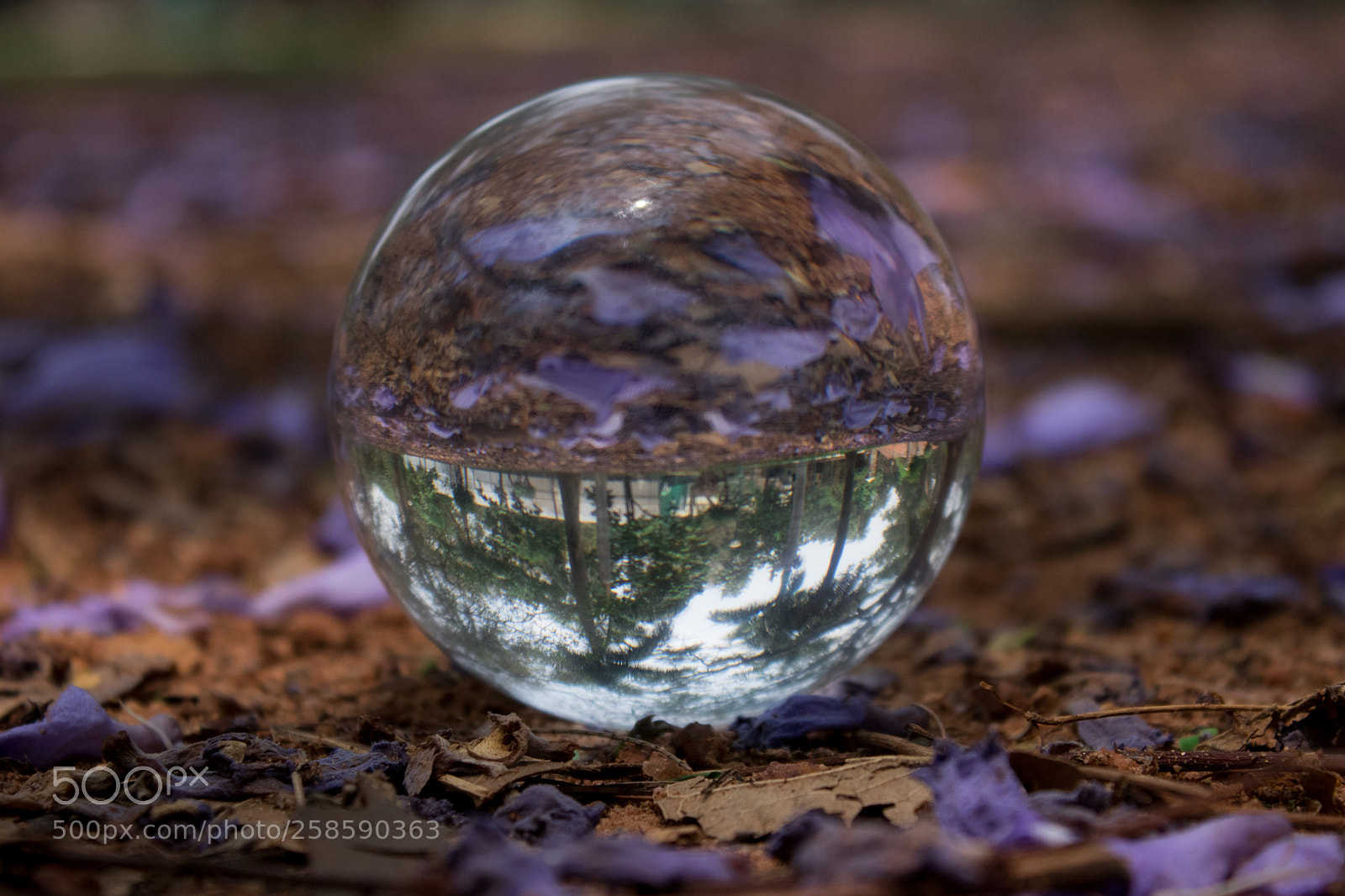 Canon EOS 77D (EOS 9000D / EOS 770D) sample photo. Nature in the planet photography
