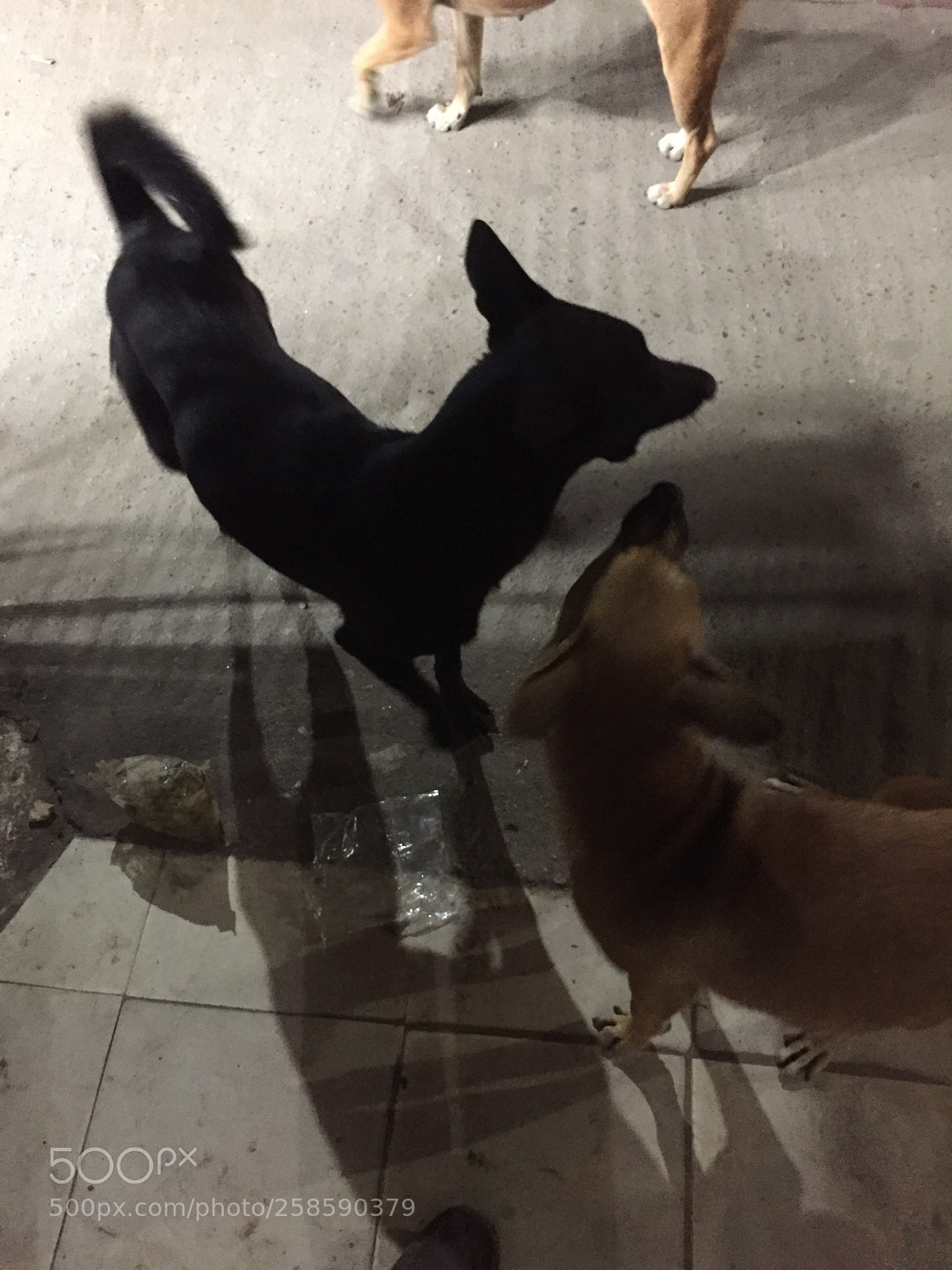 Apple iPhone 6 sample photo. Freedom on the street photography