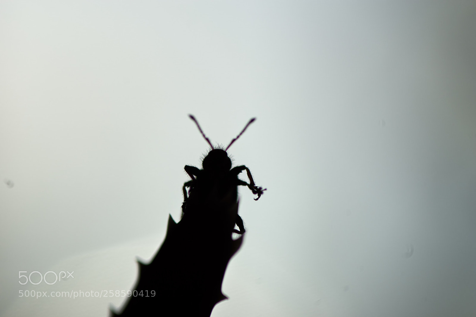 Sony ILCA-77M2 sample photo. Jeux d'ombres.jpg photography