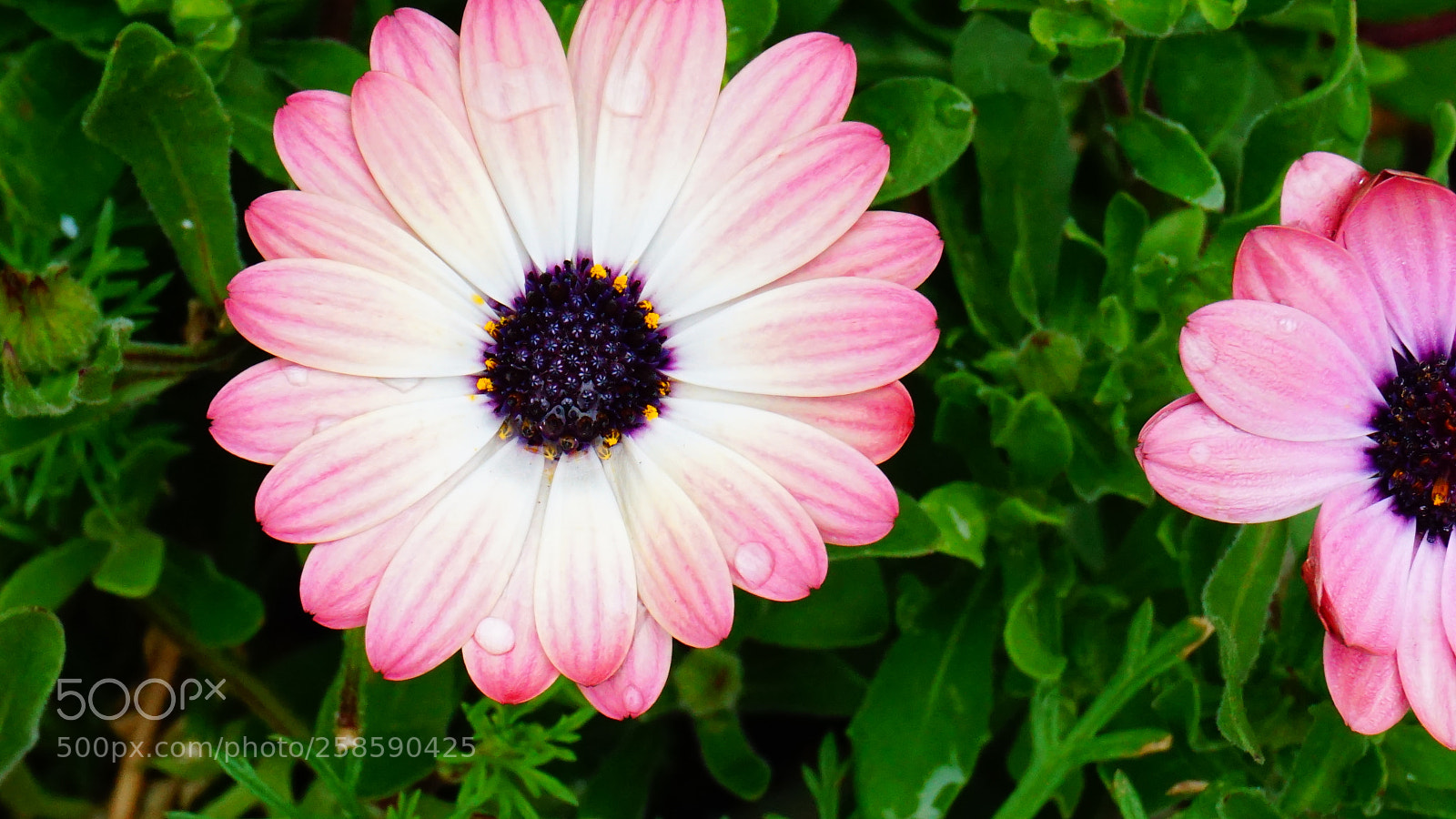 Sony a6000 sample photo. Flowers photography