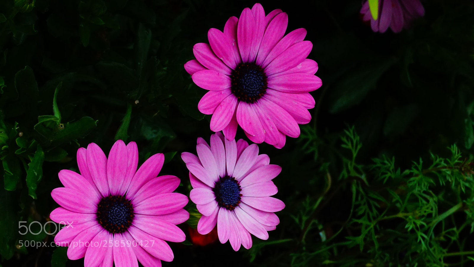 Sony a6000 sample photo. Flowers photography