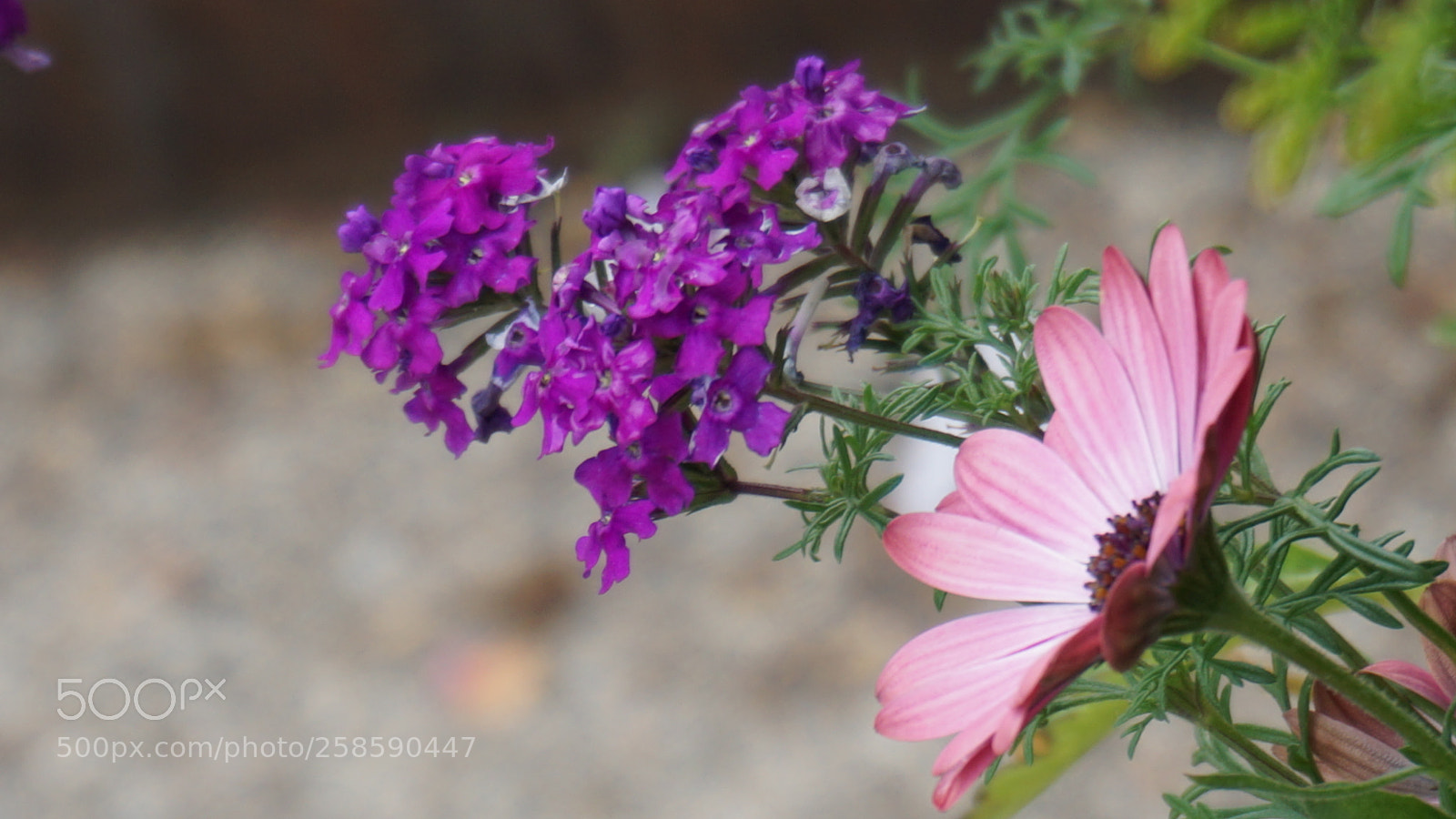 Sony a6000 sample photo. Flowers photography