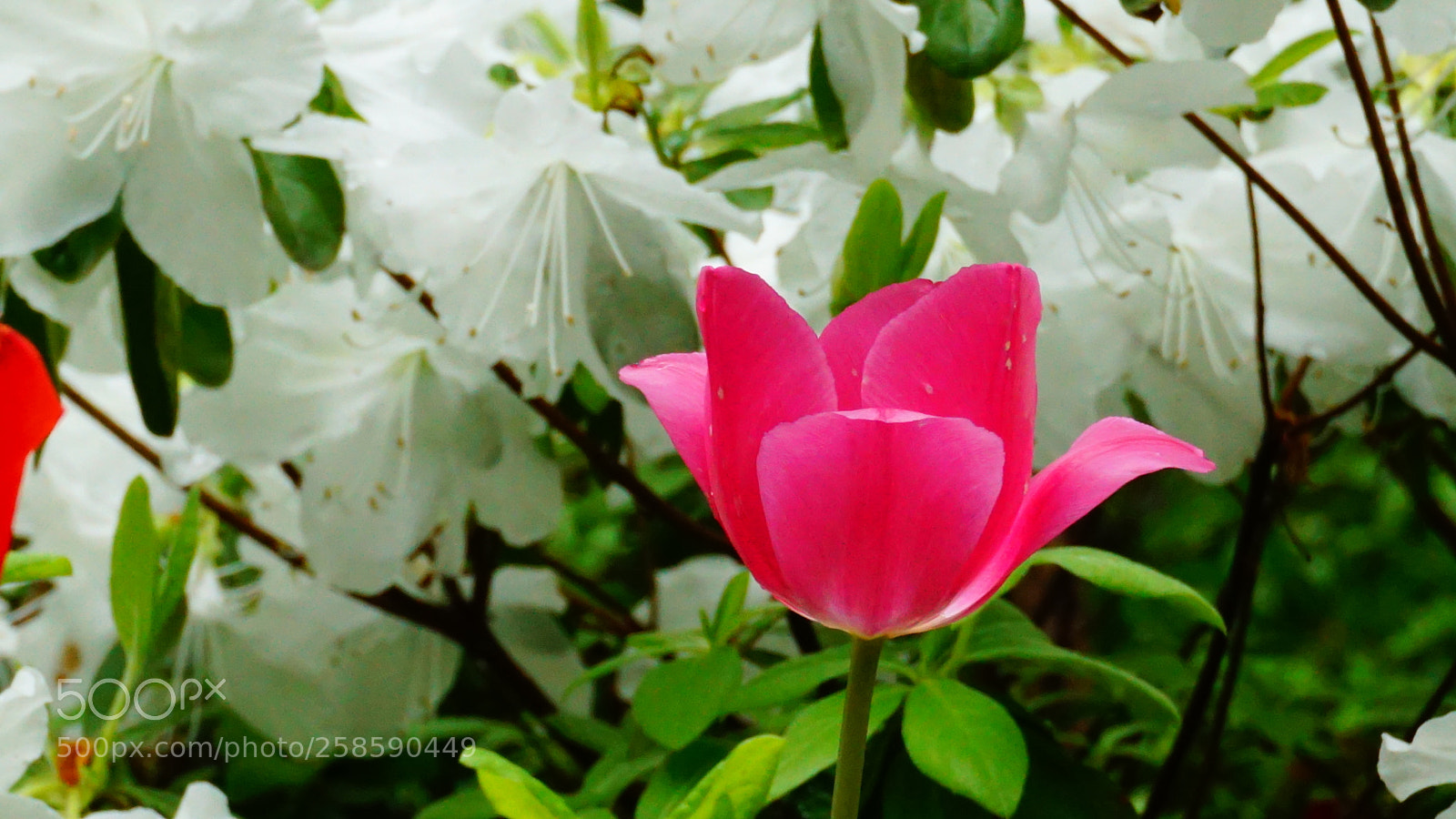 Sony a6000 sample photo. Flowers photography