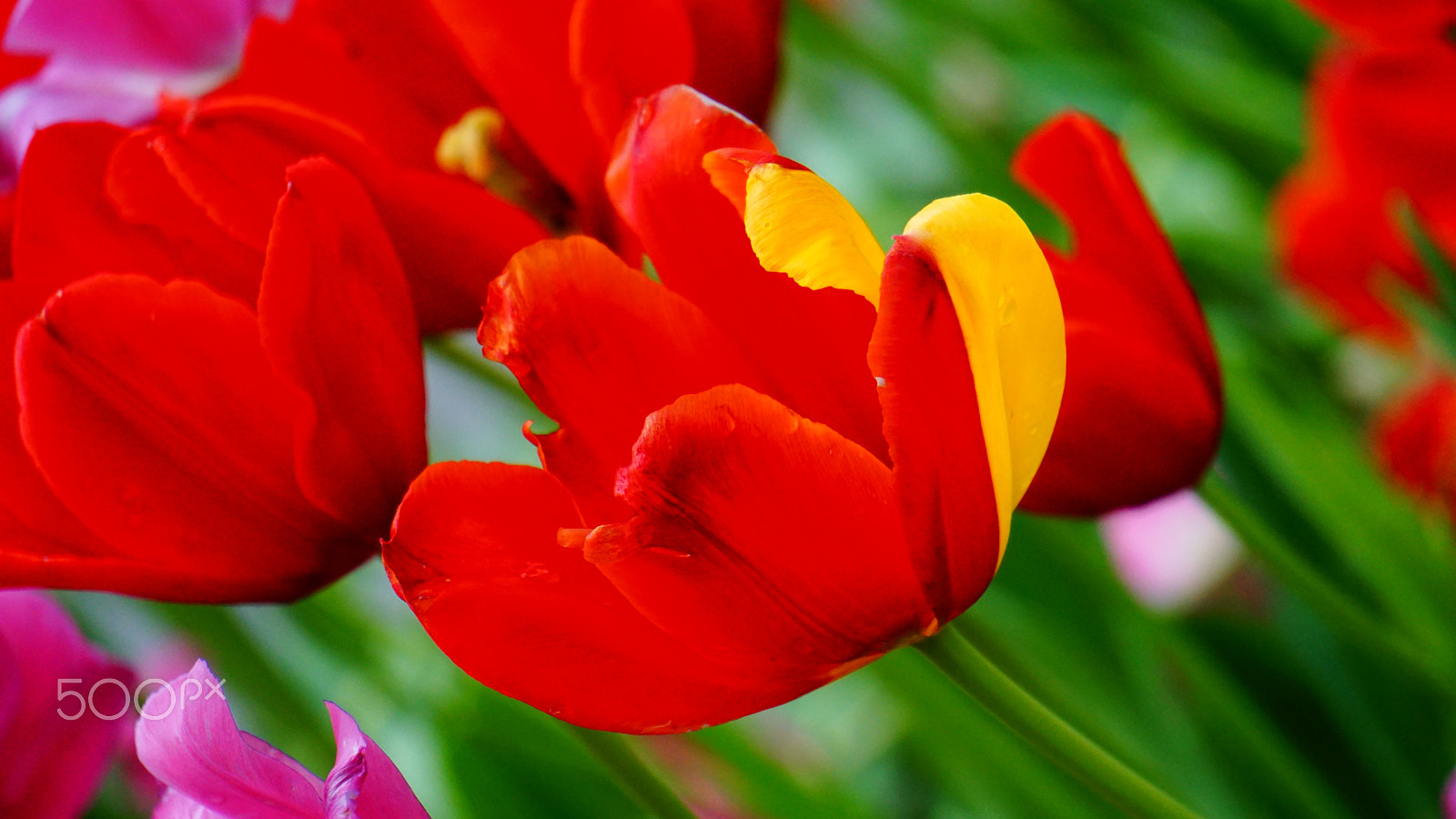 Sony E 55-210mm F4.5-6.3 OSS sample photo. Flowers photography