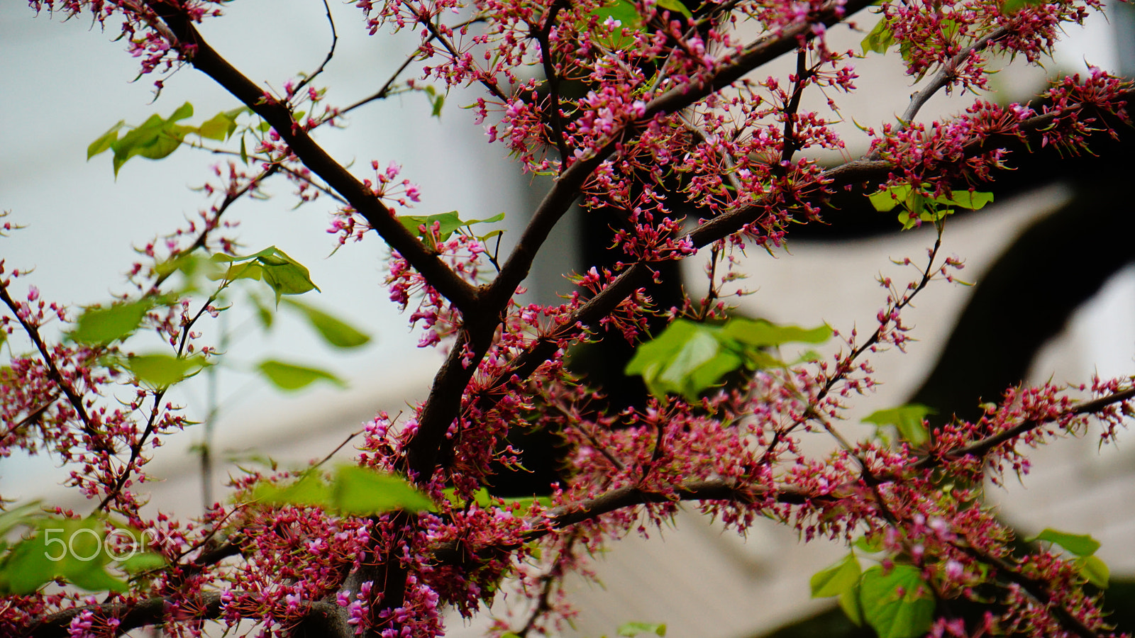 Sony E 55-210mm F4.5-6.3 OSS sample photo. Flowers photography