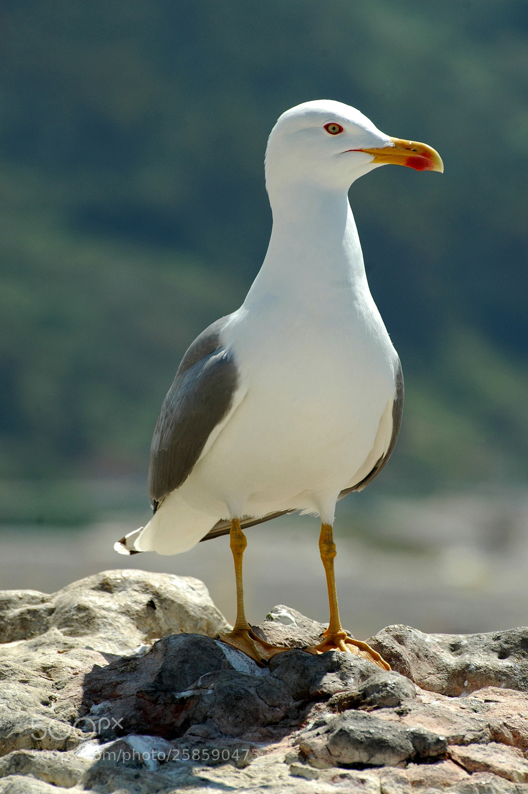 Nikon D70 sample photo. Gaviota a contraluz con photography