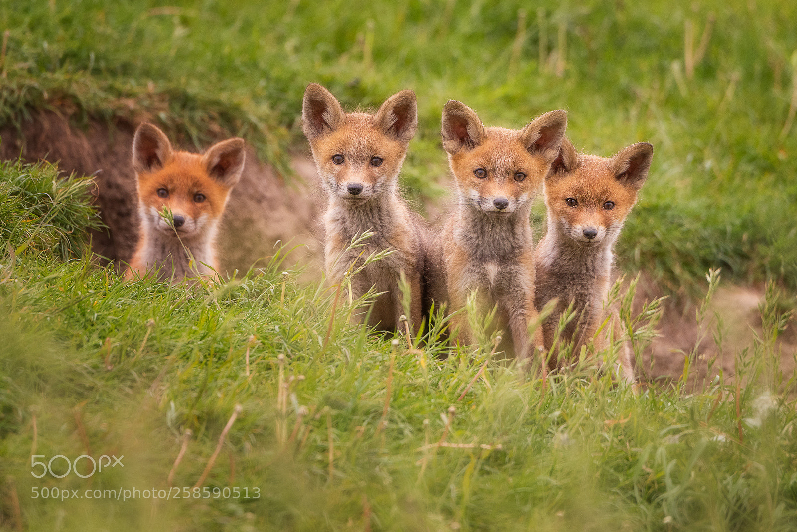Nikon D810 sample photo. Four in a row photography