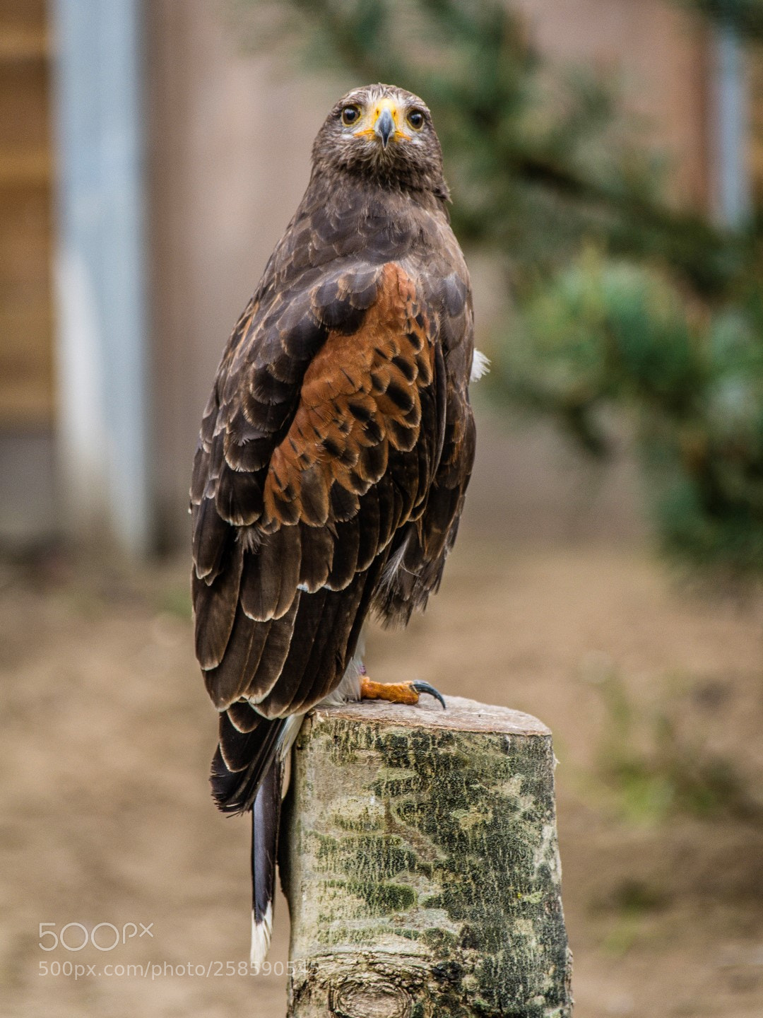Nikon D7100 sample photo. Sharpshooters photography