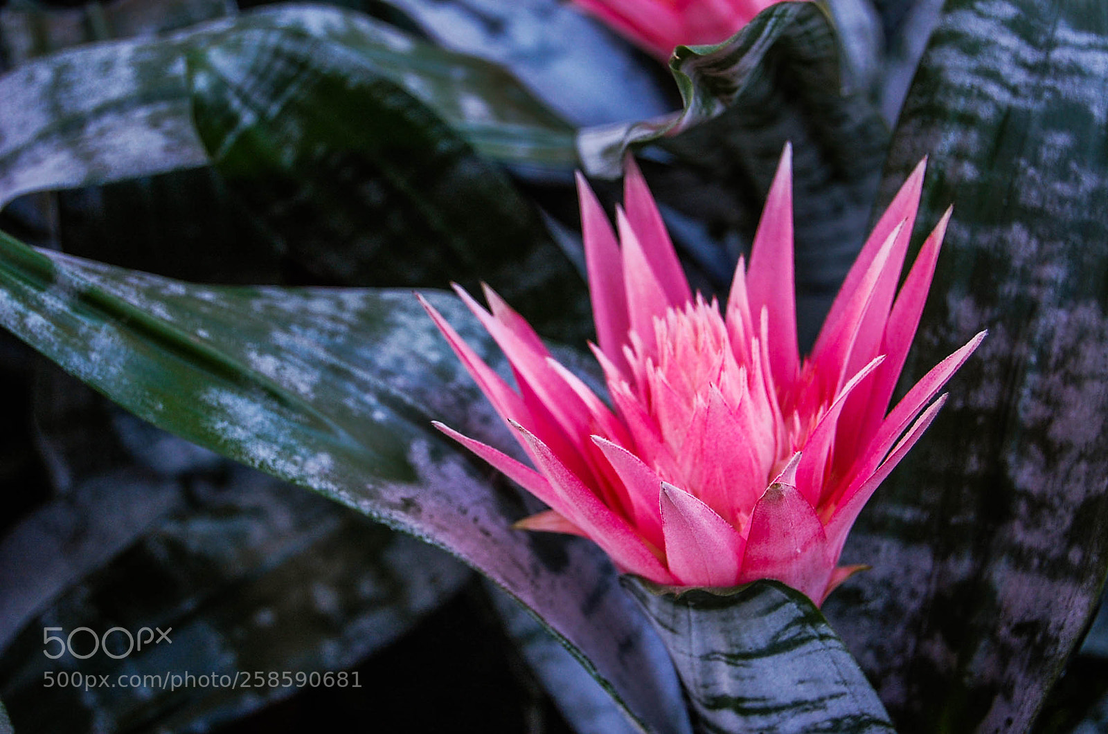 Nikon D40 sample photo. Pink photography