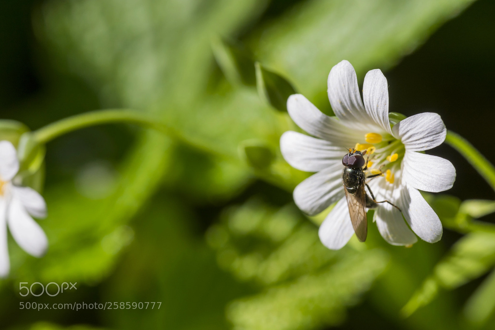 Nikon D7100 sample photo. Close up photography