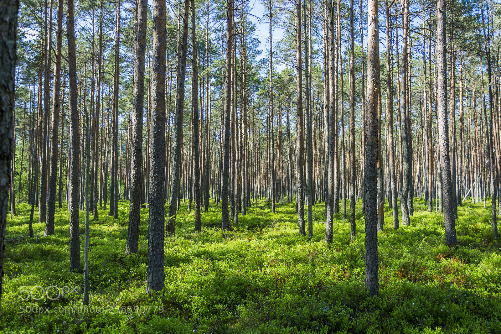 Nikon D7100 sample photo. Everything is green photography