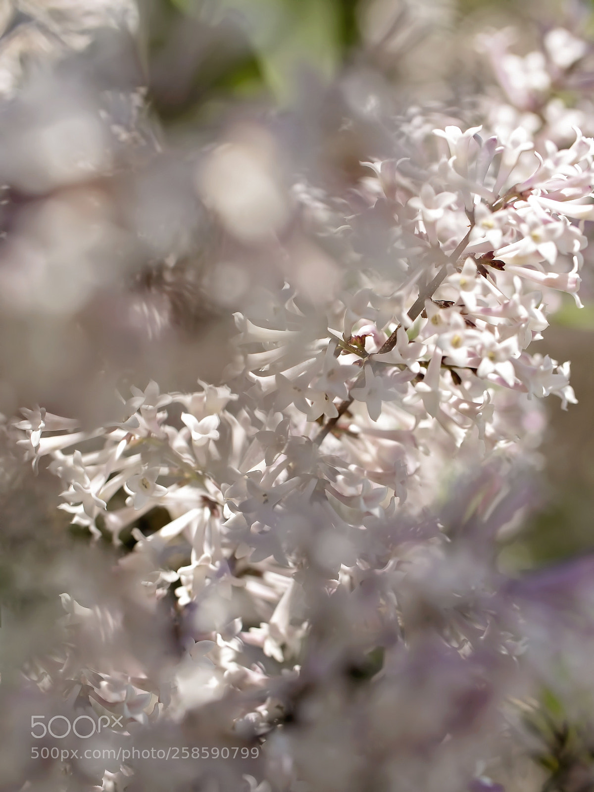 Panasonic Lumix DC-G9 sample photo. Myth of truths photography