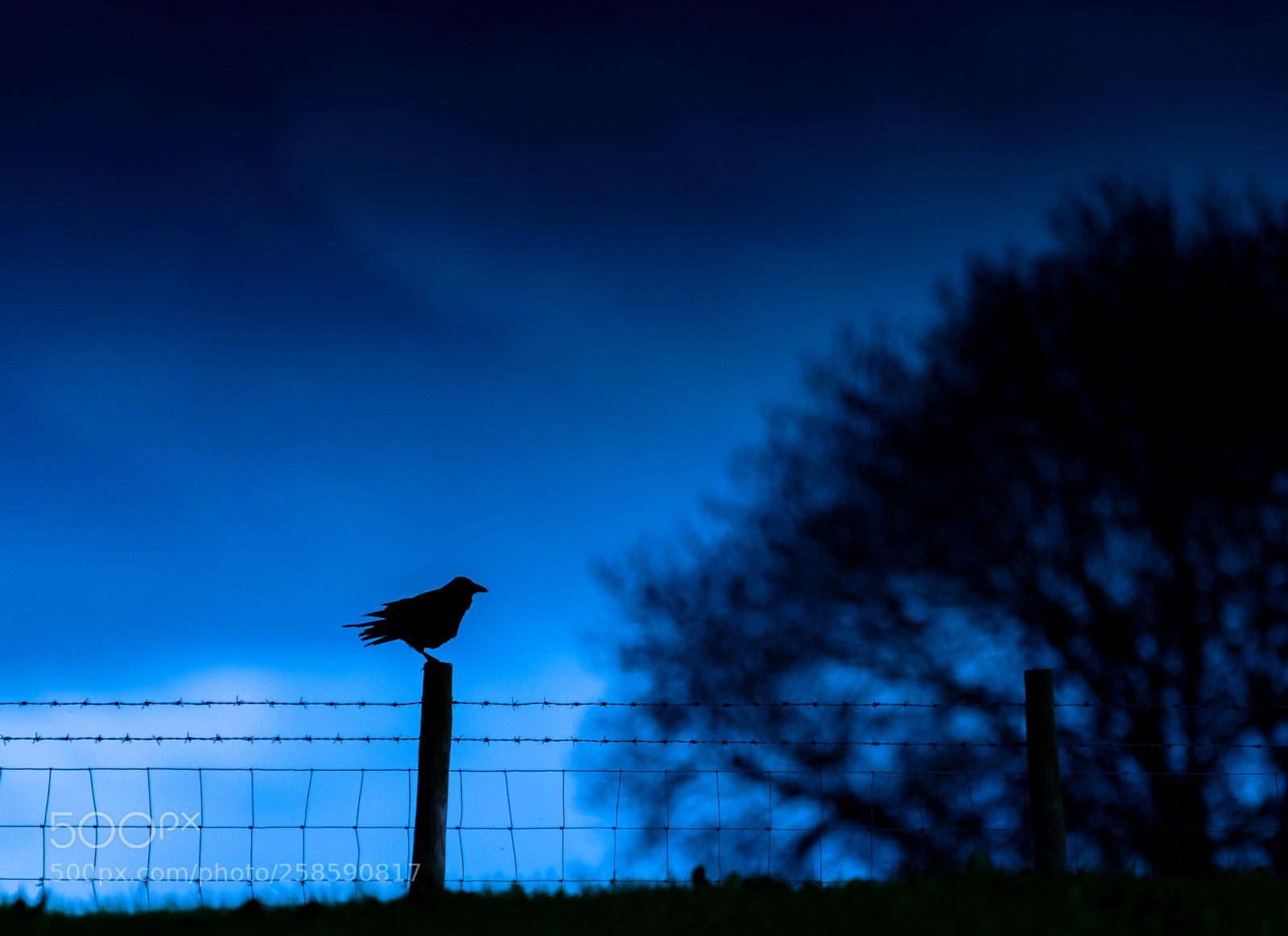 Nikon D3300 sample photo. Crow at dusk photography