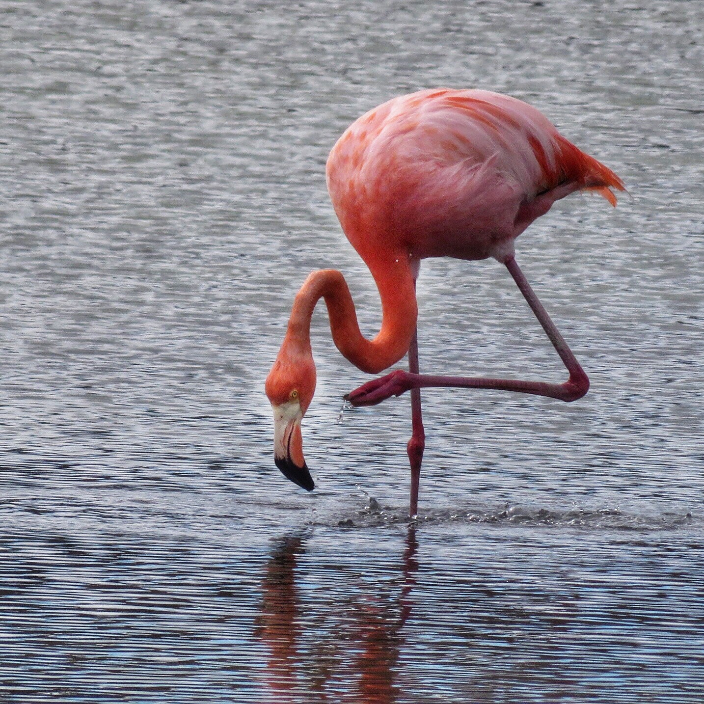 Canon PowerShot SX280 HS sample photo. Galapagos flamingo  photography