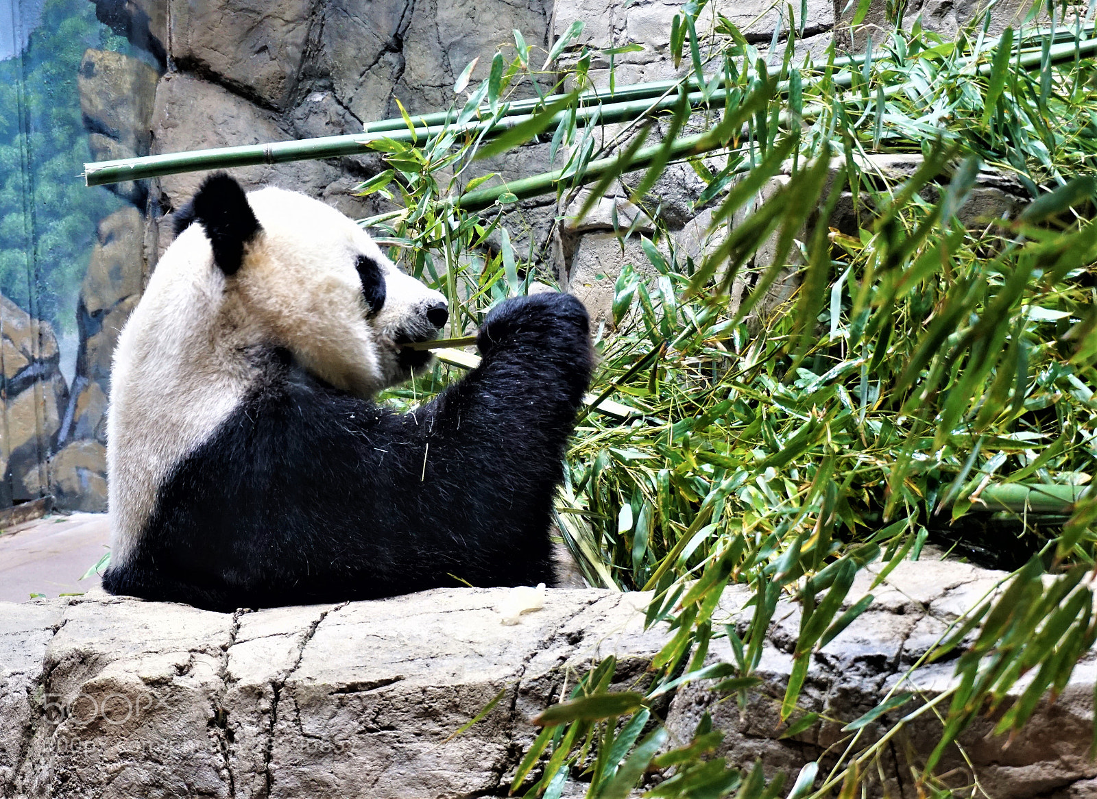 Sony a6000 sample photo. Panda in zoo photography