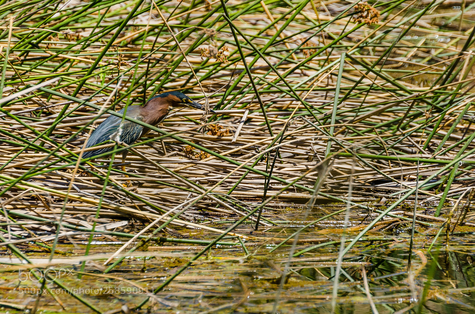 Nikon D7000 sample photo. Juvenile green heron photography