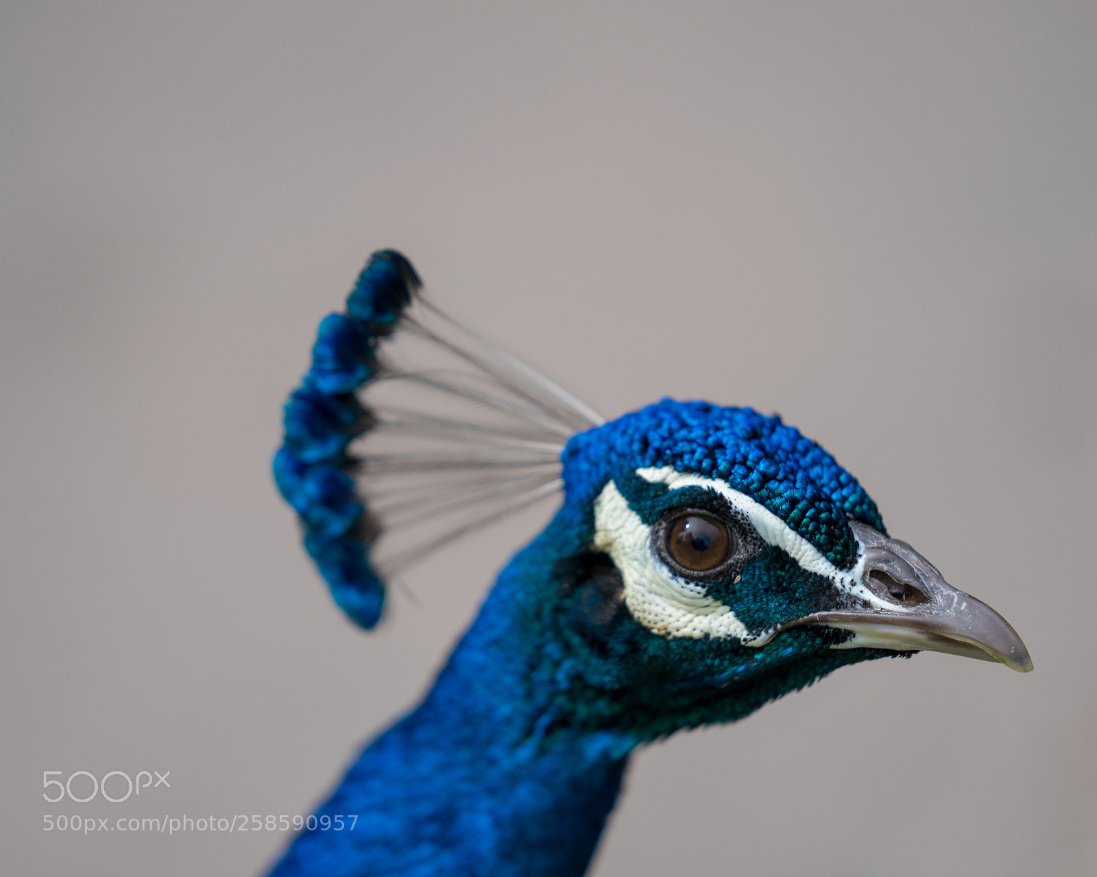 Sony a9 sample photo. Peacock photography