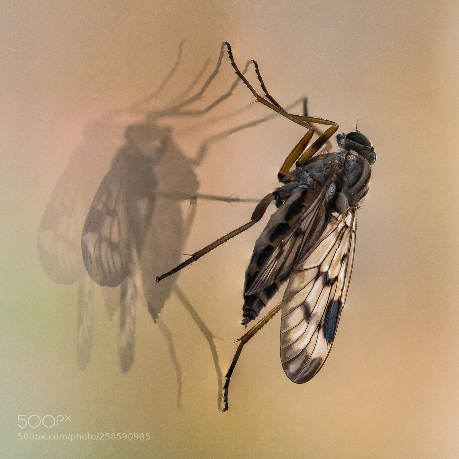 Nikon D7500 sample photo. Raubfliege - consuming fly photography