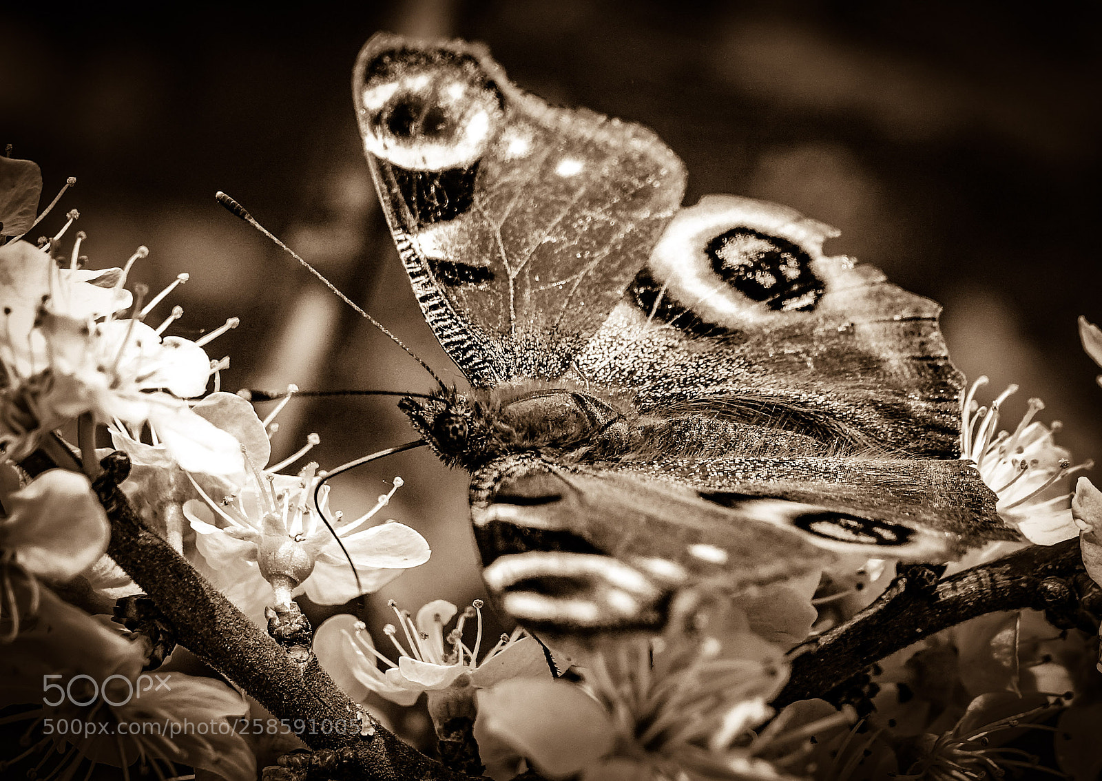 Sony Cyber-shot DSC-RX10 III sample photo. Morning butterfly photography
