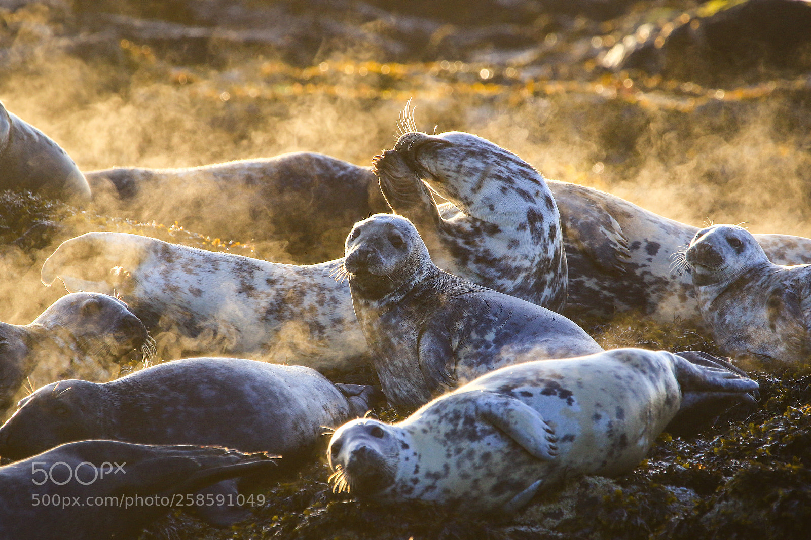 Canon EOS 7D Mark II sample photo. Seal photography